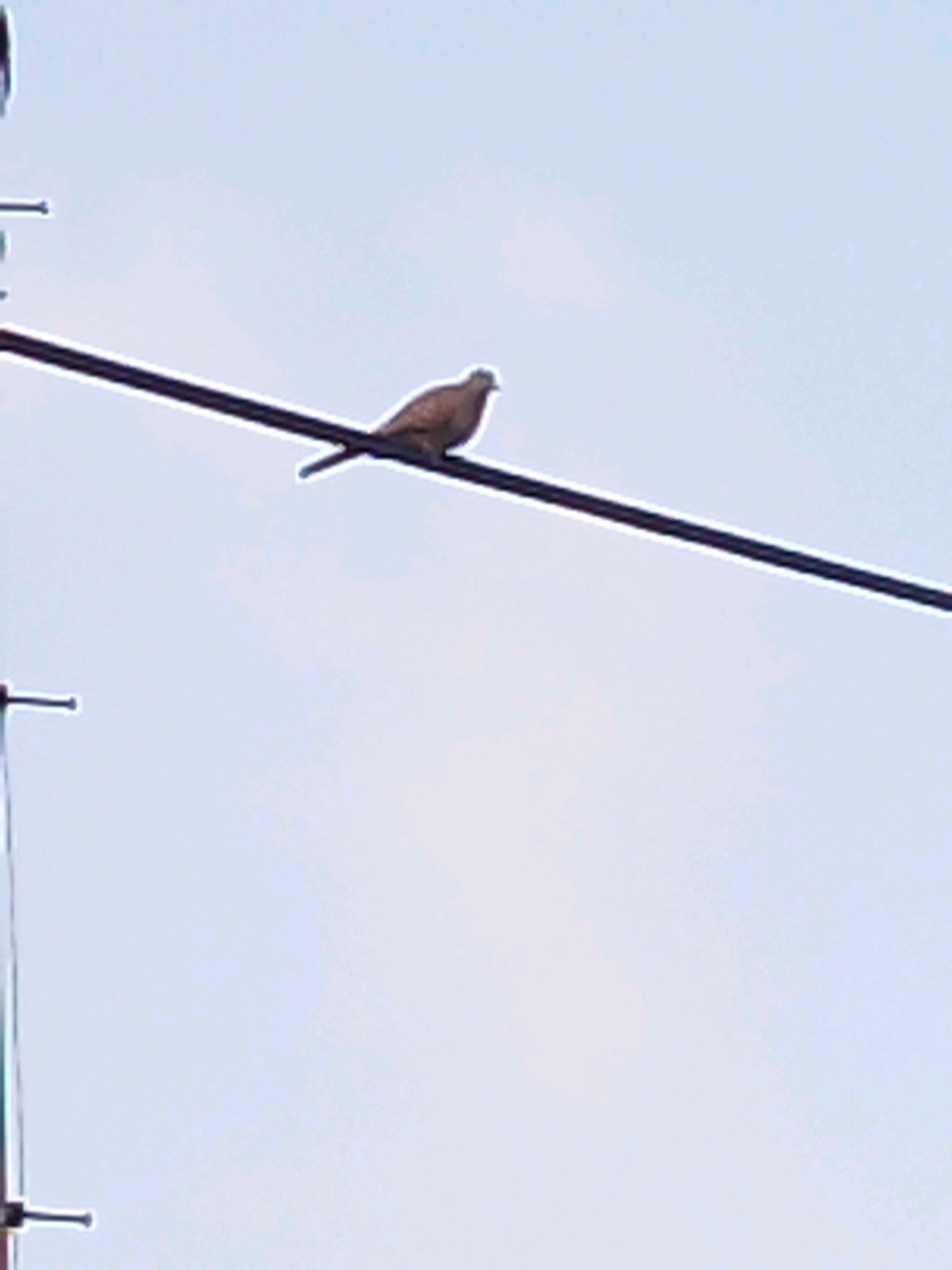 A dove-like bird is perched on a dark horizontal wire against a pale blue sky. The bird is facing left and appears to be light brown in color. To the left of the bird, a portion of a dark vertical structure with horizontal elements is visible, possibly part of an antenna or a utility pole. The image was taken in Patianrowo, Indonesia.