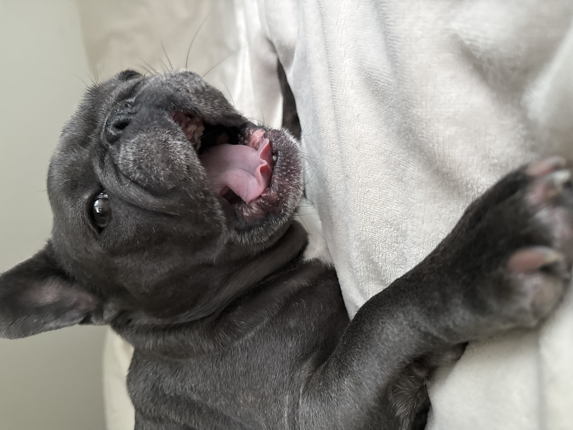 A close-up, eye-level shot captures a dark gray French bulldog yawning on a cream-colored, textured blanket. The dog's mouth is wide open, revealing a pink tongue, gums, and teeth. Its head is turned to the right, with one ear visible and the other out of frame. The dog's fur is short and dense, with lighter patches around the muzzle. The blanket appears soft and slightly rumpled, suggesting a comfortable setting. There are no humans or other animals visible in the image, and no specific landmarks or objects in the background indicate a location within the city of Bad Sachsa, Germany. The focus is solely on the dog and its action.