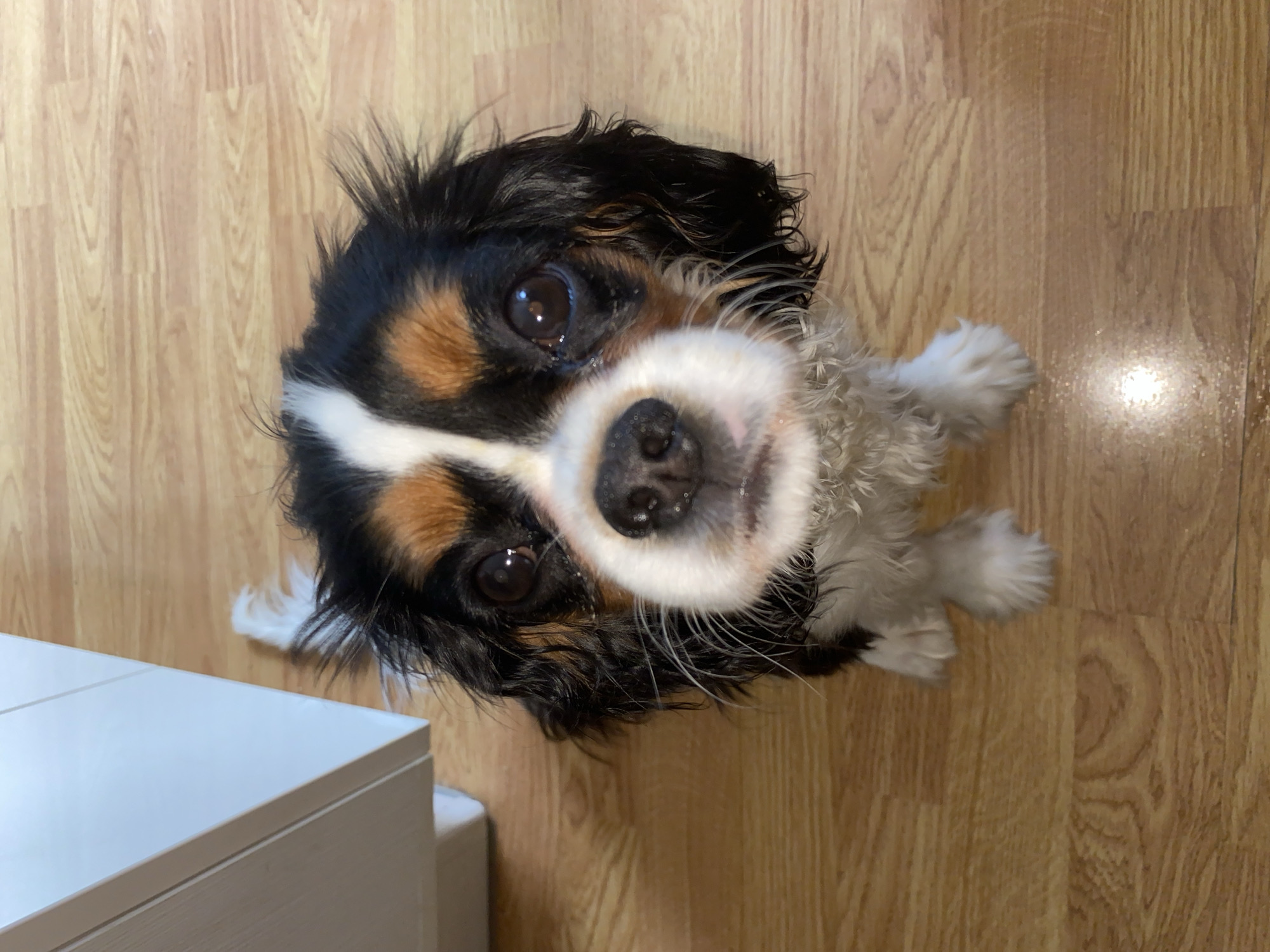 A Cavalier King Charles Spaniel with black, white, and tan fur sits on a wooden floor. The dog is looking up at the camera with a pleading expression. A white cabinet is visible in the lower left corner of the frame. The location cannot be determined to be in Votkinsk, Russia without additional information.