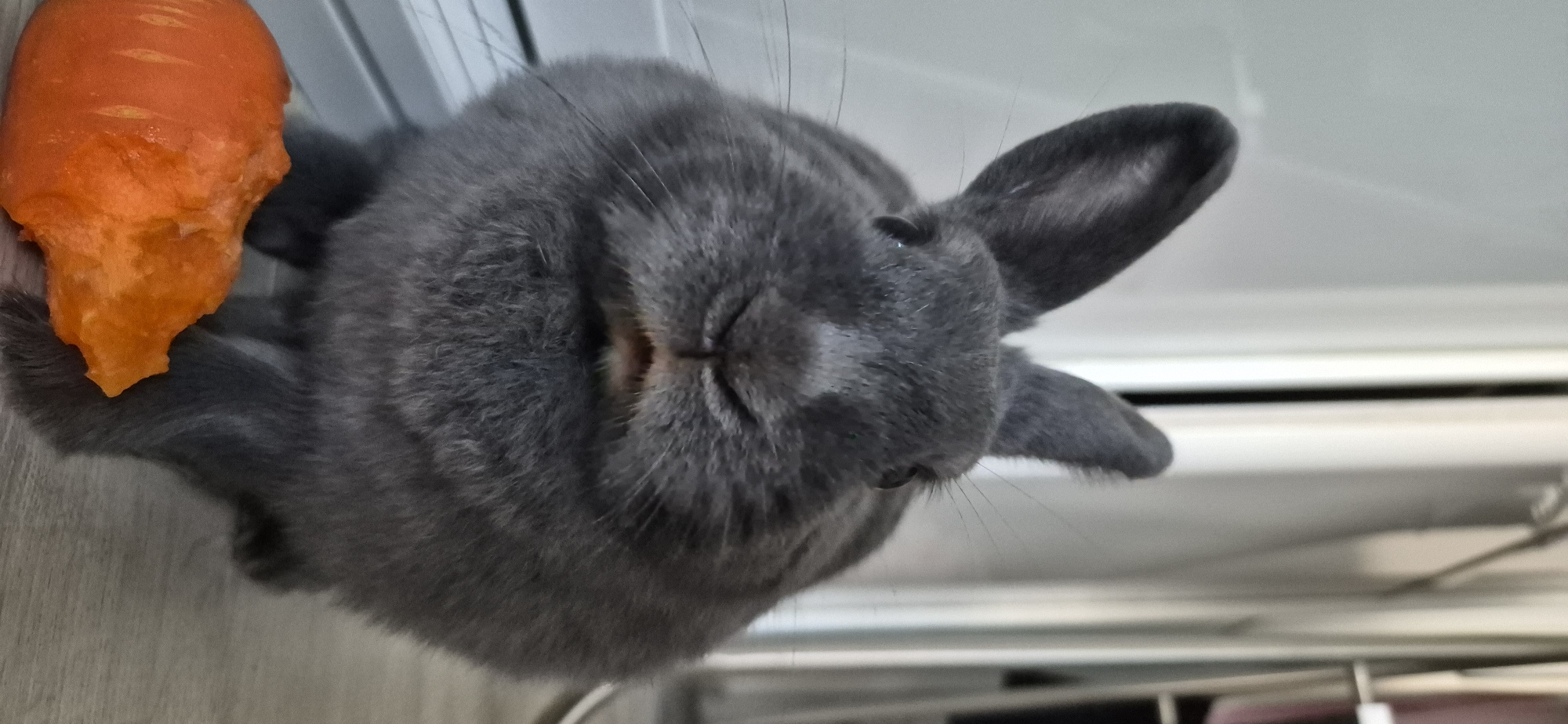 A gray rabbit is seated on a wooden floor in front of a white window frame. To the rabbit's left, there is a piece of orange food, possibly a carrot. The rabbit is facing the camera with its ears up. The background is blurred, but appears to be an indoor setting. This image was not taken in Ussurijsk, Russia.