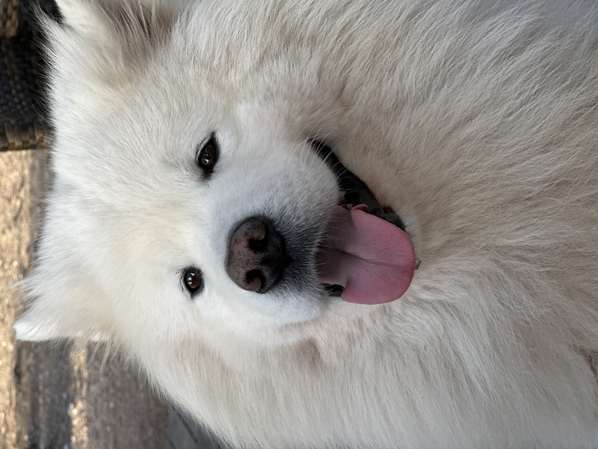 A close-up, high-angle shot captures a white Samoyed dog. The dog's face fills the frame, with a pink tongue lolling out of its open mouth. The dog's nose is black, and its eyes are dark brown. Its fur appears dense and fluffy. The background is out of focus, but suggests an outdoor setting with textured surfaces possibly concrete or paving stones. The location is presumed to be in Šušanj, Montenegro, though no explicit landmarks or textual clues are visible in the image.