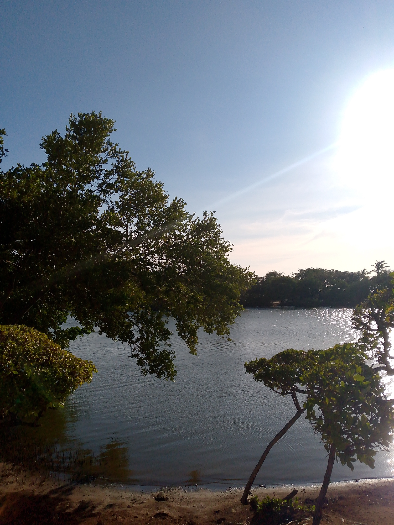 The image depicts a waterfront scene in Pedro González, Venezuela. A body of water, likely a bay or lagoon, stretches across the frame, reflecting sunlight. The near shoreline is visible as a strip of sand or dirt. Trees frame the scene. On the left, a large tree with dense foliage overhangs the water. On the right, two smaller trees with angled trunks also extend towards the water. In the distance, a line of trees forms the far shoreline. The sky transitions from light blue to a brighter, sunlit area.