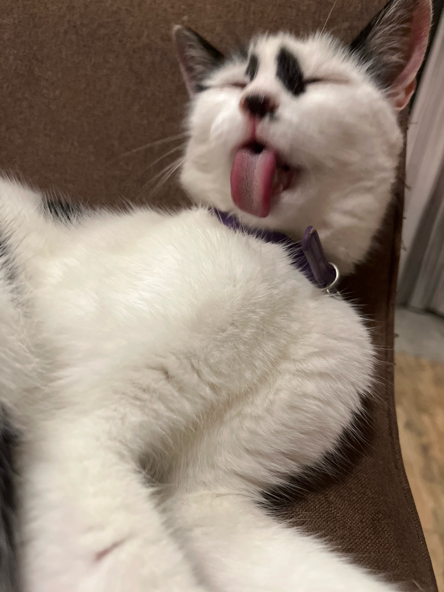 A black and white cat is lying on a brown textured surface, possibly a chair or couch. The cat's eyes are closed, and its tongue is sticking out. It is wearing a purple collar. The background is blurred, but appears to be indoors with a wooden floor. The scene is likely a home environment in Ureki, Georgia.