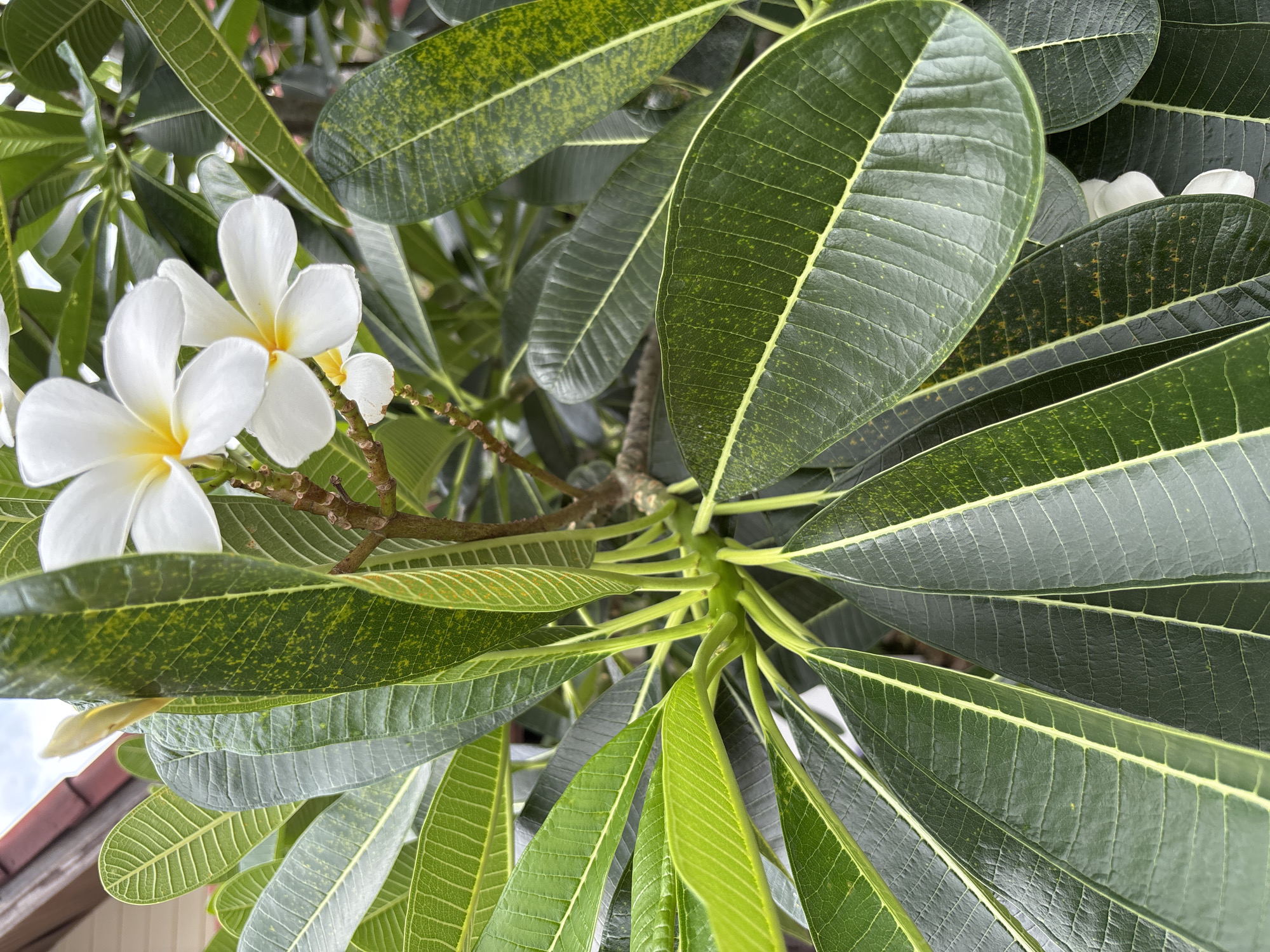The image depicts a close-up view of a flowering plant, likely a plumeria or frangipani, featuring white blossoms with yellow centers clustered on a branch amidst dense green leaves. The leaves exhibit a detailed venation pattern and subtle variations in color, ranging from lighter, newer growth to more mature, darker shades.
While the image does provide detailed information about the plant itself, the context of its location in บ้านบางรักษ์, Thailand is not visually apparent in the photo and cannot be definitively confirmed through image analysis alone.