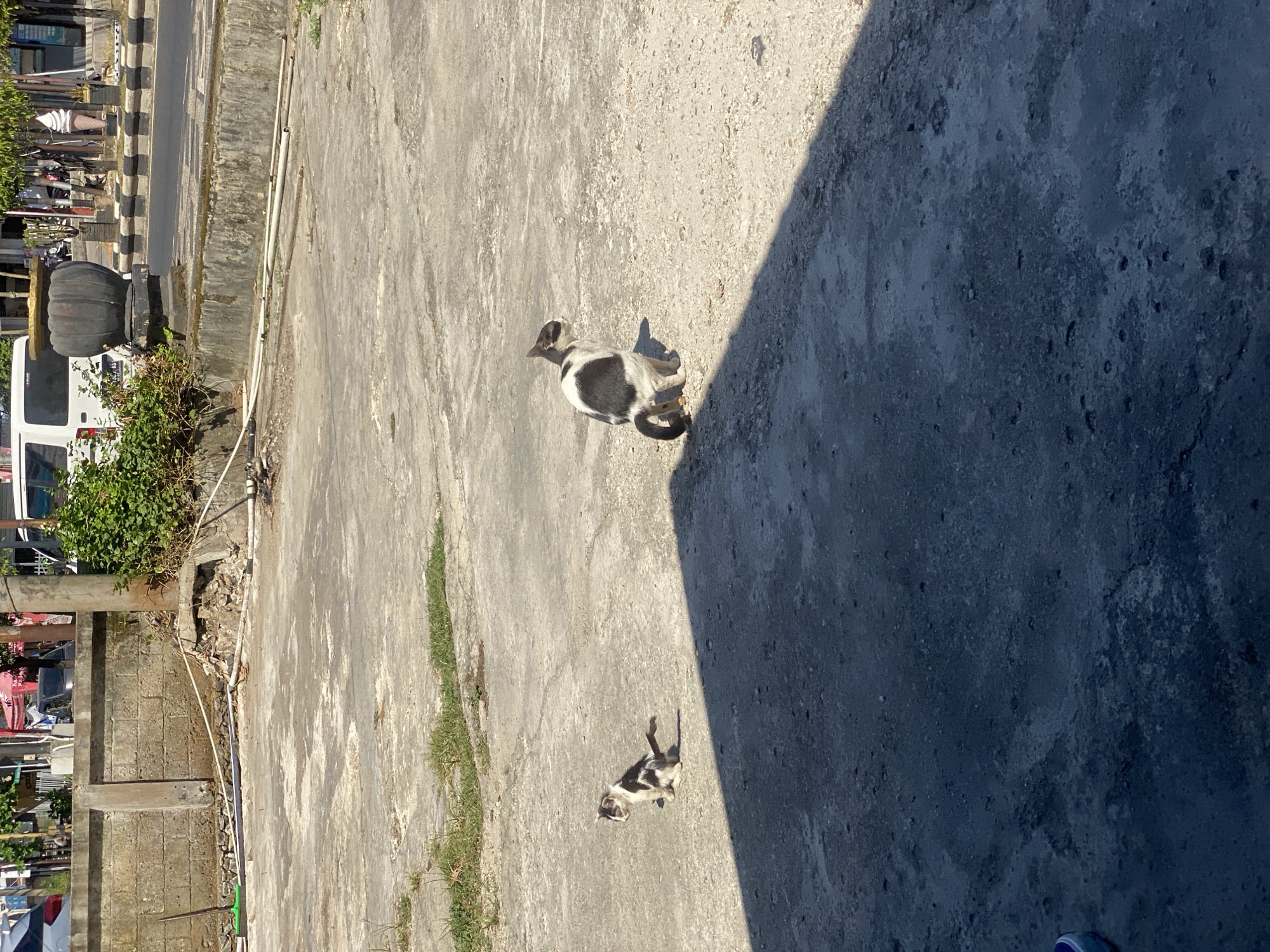 Two cats are present in the foreground on a concrete surface. The cat on the left is smaller and appears to be a kitten, with black and white markings. It is sitting and facing to the left. The larger cat on the right is also black and white, with its body curled and its tail raised. It is sitting and facing to the right. A shadow from an unseen object falls across the concrete, obscuring parts of both cats.
In the background, a concrete wall with brickwork is visible. Green foliage grows over the wall and the surrounding area. Pipes and some debris are scattered on the ground near the wall. Beyond the wall, a street is visible with vehicles and buildings, suggesting an urban or semi-urban environment. The overall scene is outdoors, under bright daylight, indicated by the distinct shadows. The location is identified as Sungai Paring, Indonesia.