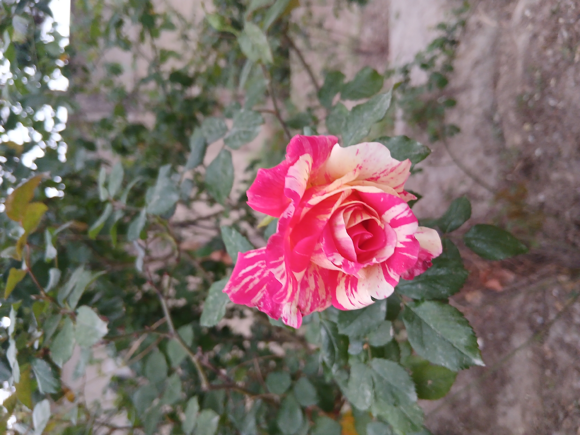 A close-up, eye-level photograph shows a rose bush with one prominent rose in full bloom. The rose is a vibrant pink color with white stripes. The petals are tightly layered in the center, opening outward in a spiral pattern. The leaves are green and slightly glossy. The background is a blurred mix of foliage and a wall that is textured and colored in muted browns and grays. The photo was likely taken in Quetta City Tehsil, Pakistan.