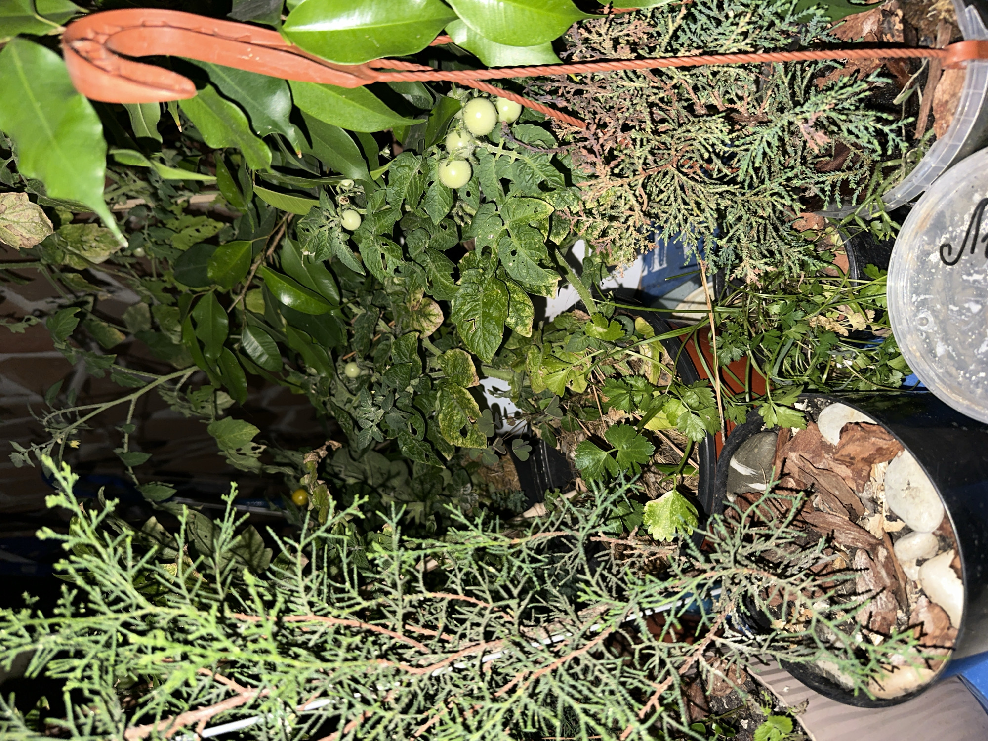 The image depicts a cluster of potted plants, including a coniferous shrub in the foreground with green and reddish-brown foliage, and behind it, a tomato plant with unripe green tomatoes. The plants are situated outdoors, with a brick wall visible in the background. A red, hook-shaped object is hanging on the right side of the frame, possibly a plant support or decoration. The lighting suggests it is nighttime or a dimly lit area. The scene appears to be a domestic garden or balcony space within the city of Sochi, Russia, given the visual context of potted plants commonly found in urban gardening. There are no people or animals visible in the image.