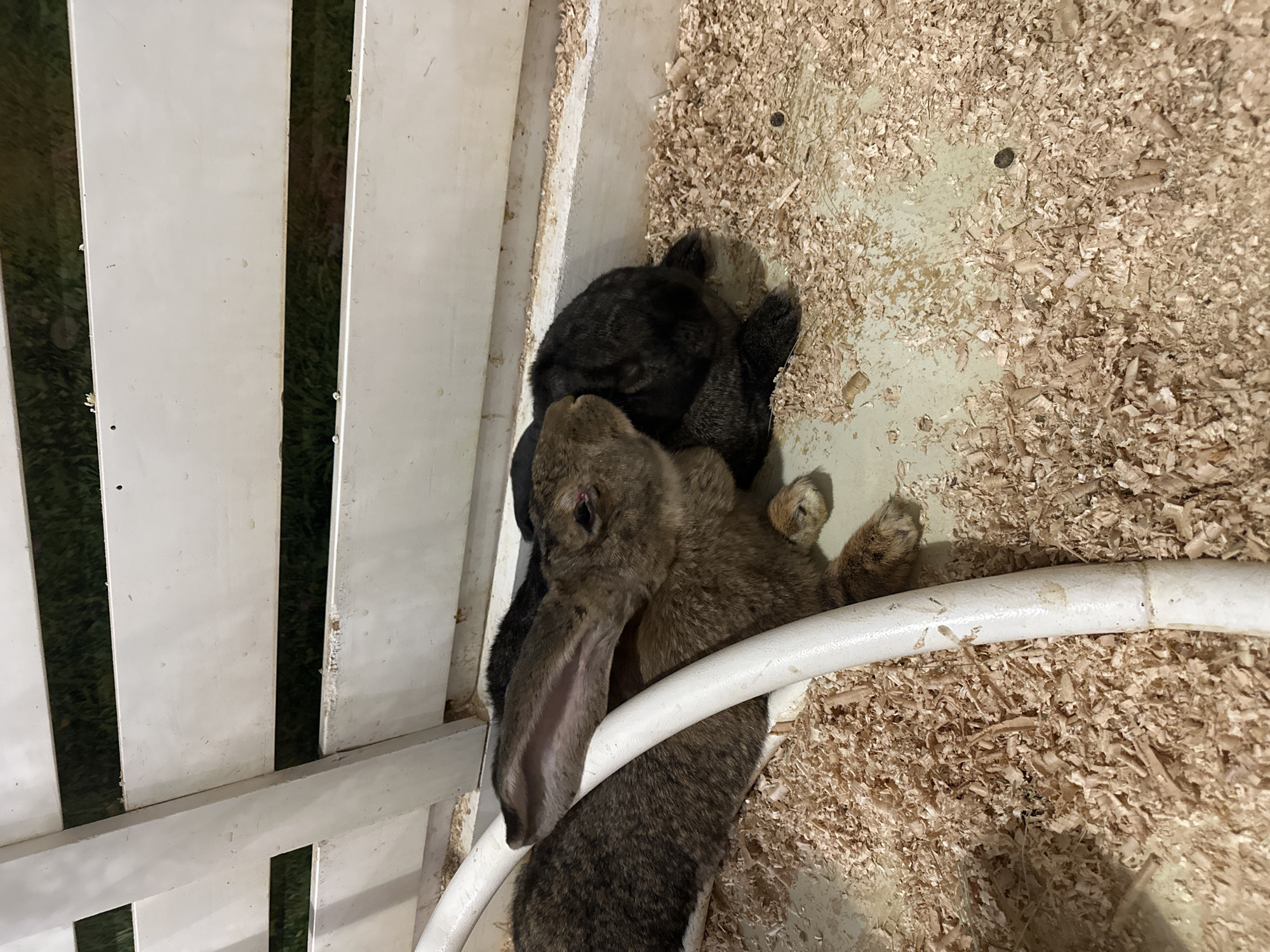 In Kyiv, Ukraine, two rabbits, one brown and one black, are resting on a bed of wood shavings inside a white enclosure. A white plastic pipe runs across the foreground, partially obscuring the rabbits. The background shows a white wooden fence with blurred green foliage visible through the gaps.