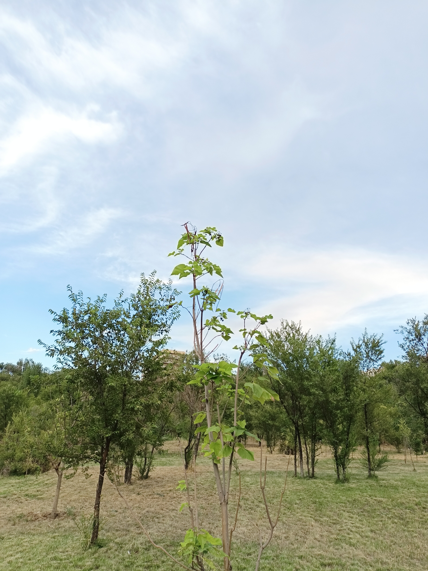 A medium shot captures a grove of trees under a partly cloudy sky in Almaty, Kazakhstan. The foreground features a sapling with sparse green leaves on thin branches. To the left, a larger tree with dense green foliage stands prominently. Beyond these, a backdrop of various trees creates a lush, green canopy. The ground is covered in a mix of dry, light brown grass and patches of greener grass, suggesting a dry season. In the distance, a few buildings are partially visible, blending with the natural landscape. The sky above is a pale blue, with scattered white clouds streaking across it. The overall impression is one of a serene, natural area within or on the outskirts of the city.