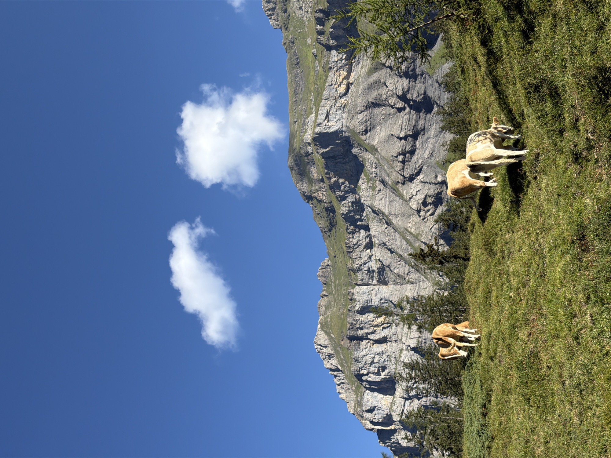A herd of three cows graze on a grassy slope in front of a towering, rocky mountain face. The sky is a vibrant blue with two wispy white clouds. The mountain is covered in patches of green grass and sparse evergreen trees. The cows are light brown and cream colored. The image is taken from a low angle, looking up towards the mountain and sky. The location is the Kandersteg region of Switzerland.