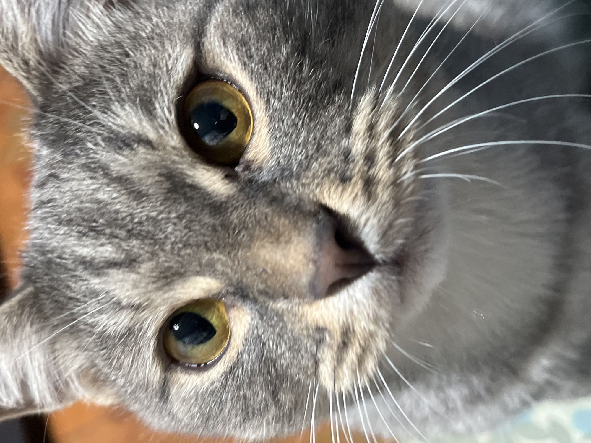 This is a close-up, eye-level, medium shot of a gray tabby cat's face, taken indoors. The cat is looking directly at the camera with large, amber eyes. The fur is a mix of gray, black, and brown stripes. Long, white whiskers fan out from its muzzle. The background is blurred, showing hints of orange and light blue, suggesting an indoor domestic setting. There is no indication of the location being in Nizhny Tagil, Russia, or any other specific geographic location.