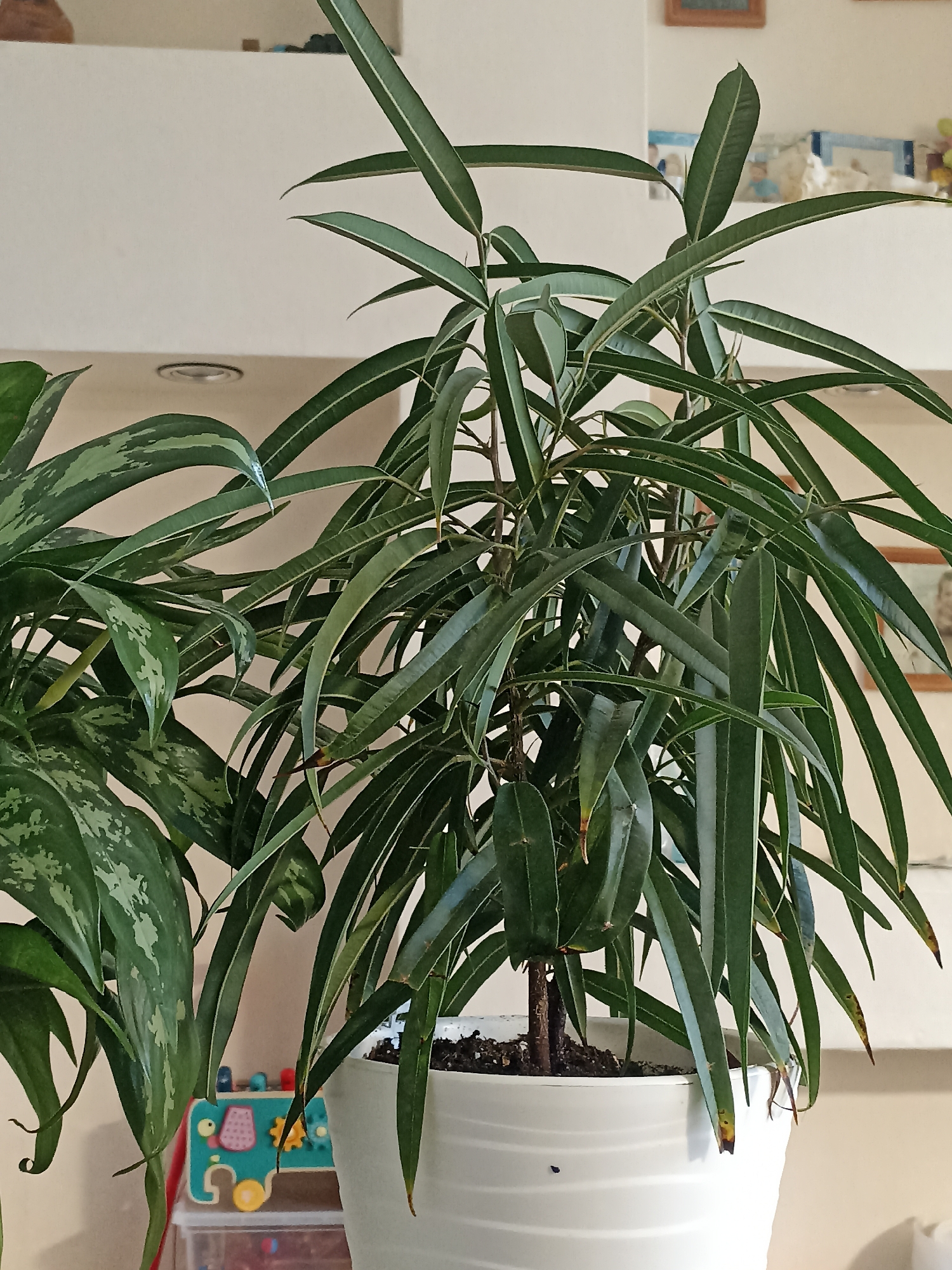 This is a close-up, eye-level indoor photograph of a healthy potted plant with long, narrow green leaves. The plant is the primary subject, filling most of the frame. It is situated in a white, ridged pot. To the left of this plant, partially visible, is another plant with broader, variegated green leaves.
The background is soft and out of focus, suggesting an indoor environment. There are hints of shelving and possibly some framed pictures or artwork on a wall. A portion of a child's toy is visible at the bottom of the frame, featuring colorful shapes and gears. The lighting appears to be natural, likely from an interior light source or diffused daylight, creating a soft glow on the plants and background. There is no visible text in the image. The overall mood is calm and domestic.