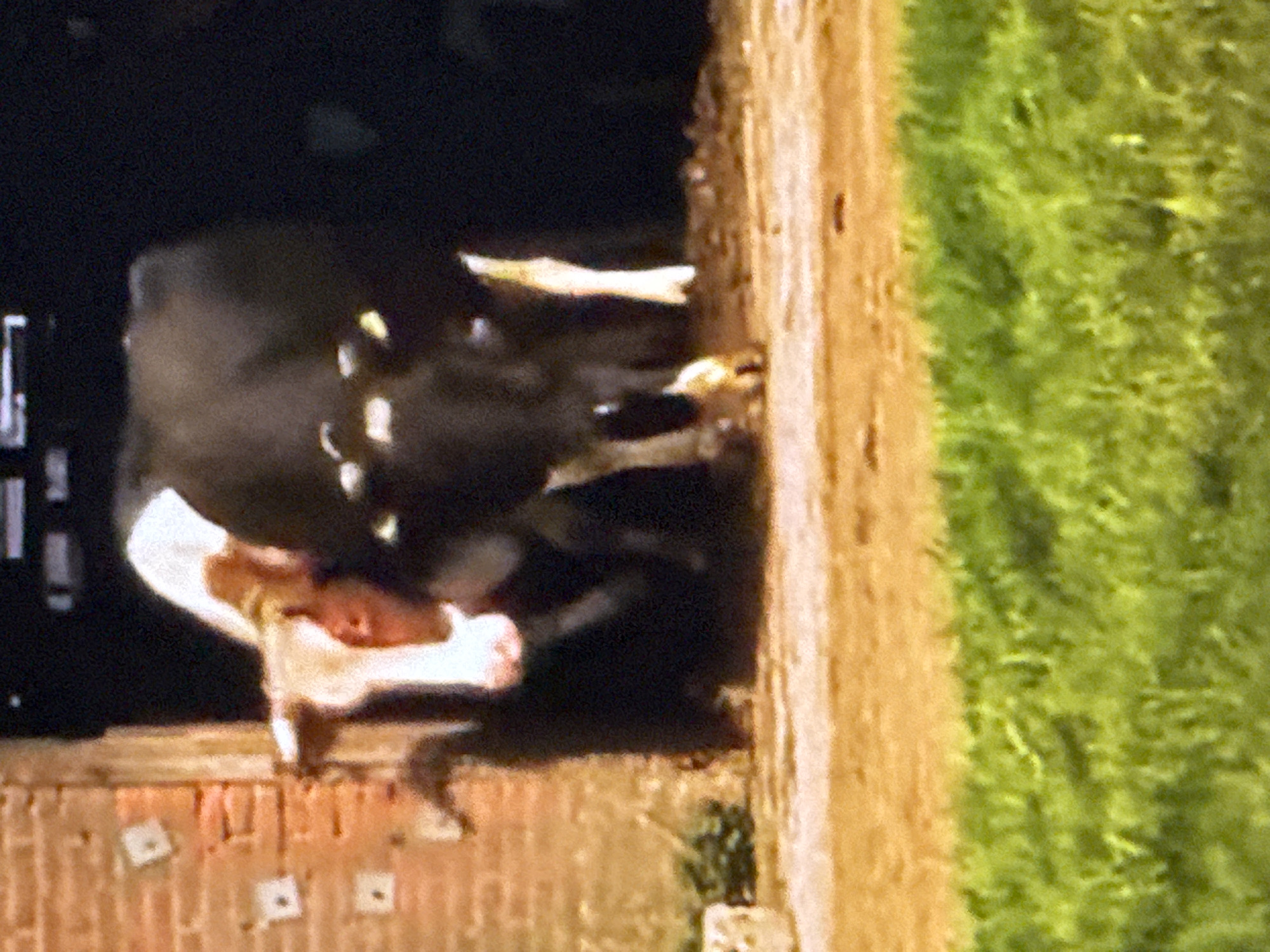 The image shows two cows partially visible in what appears to be a barn or stable. One cow is black and white, with its head and front body visible. The other cow, mostly hidden behind the first, has a white face with brown markings and a white body. The cows are standing on a dirt or gravel surface. To the left, a brick wall is visible, with some square indentations. The background is dark, suggesting it is either an interior space or nighttime. In the foreground, a patch of green grass is visible. The image appears to be taken in Springboro, United States of America.