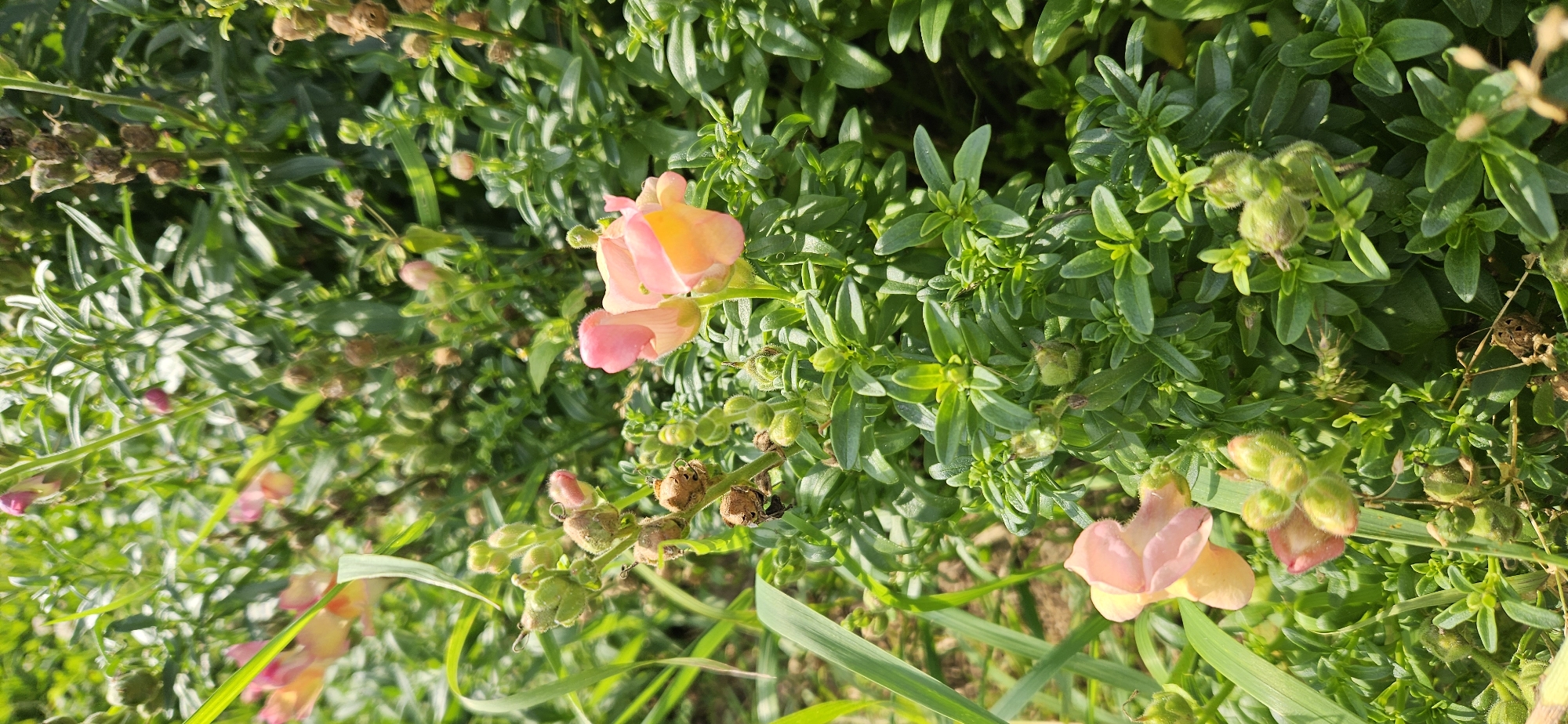A close-up, eye-level, vertical shot captures a cluster of snapdragon flowers and seed pods in a garden setting located in Мазалаўскі сельскі Савет, Belarus. The snapdragons are in various stages of bloom and development, with soft pink and peachy-orange petals on some of the flowers. Surrounding the flowers are numerous green seed pods, some hairy and others dry and brown, indicating the plant's lifecycle. The foliage is lush and green, with narrow leaves and stems creating a dense backdrop. The lighting suggests a sunny day, with dappled sunlight illuminating the scene. There are no people or animals visible in the image. The overall environment is that of a well-established garden or natural growth area.