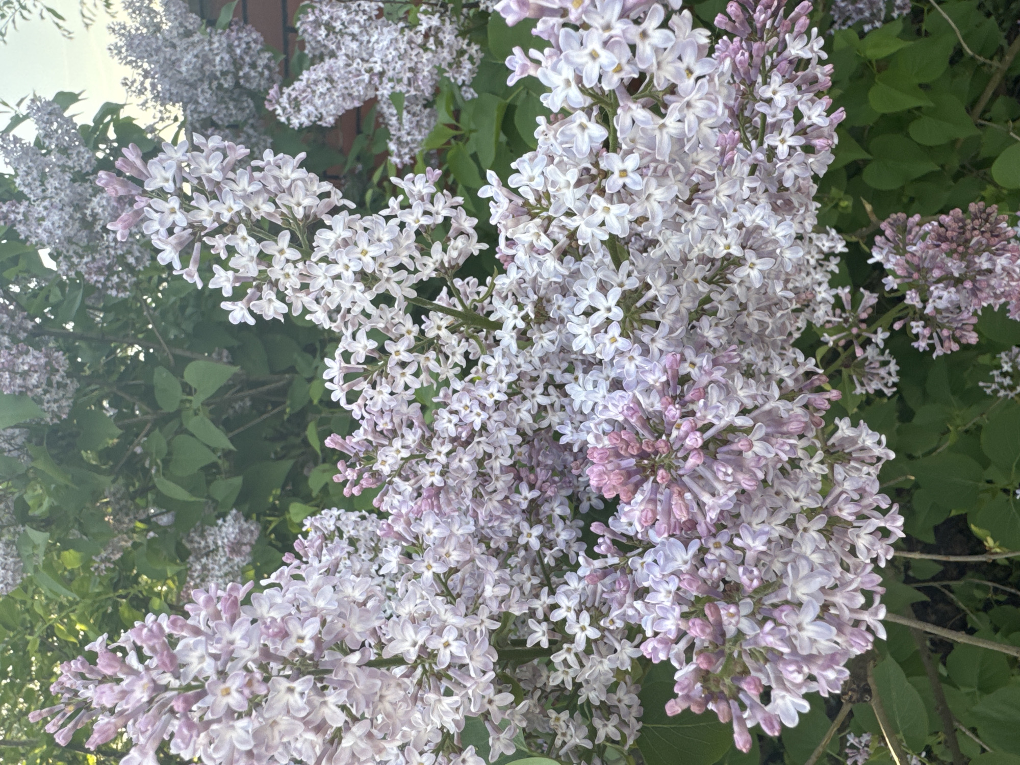 The image shows clusters of lilac flowers in bloom, with varying shades of purple and white blossoms. Green foliage is visible behind and around the flowers. A building with brick walls is partially visible in the background. The location is implied to be Раздолье, Russia. The scene depicts a close-up view of the flowering lilac bush, emphasizing the detail and color variations within the blossoms.