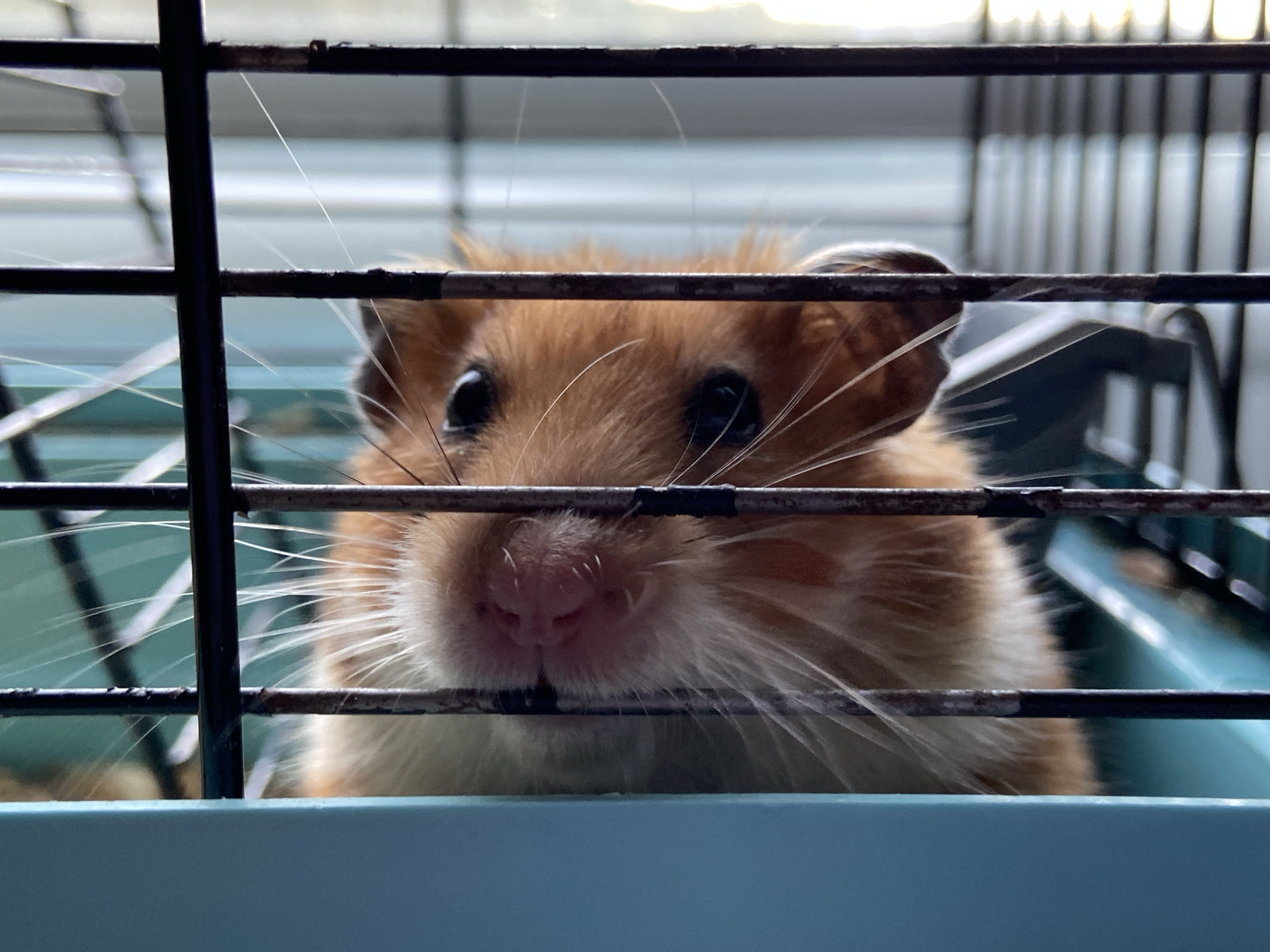 A close-up, eye-level shot shows the face of a ginger hamster peering through the bars of its cage. The hamster's large, dark eyes and pink nose are prominent. Its long white whiskers extend outwards, partially obscured by the cage bars. The cage itself appears to be made of metal bars and a blue plastic base. The background is blurred, suggesting an indoor setting. The lighting is bright, casting a soft glow on the hamster's fur. The hamster is the sole subject in the image.