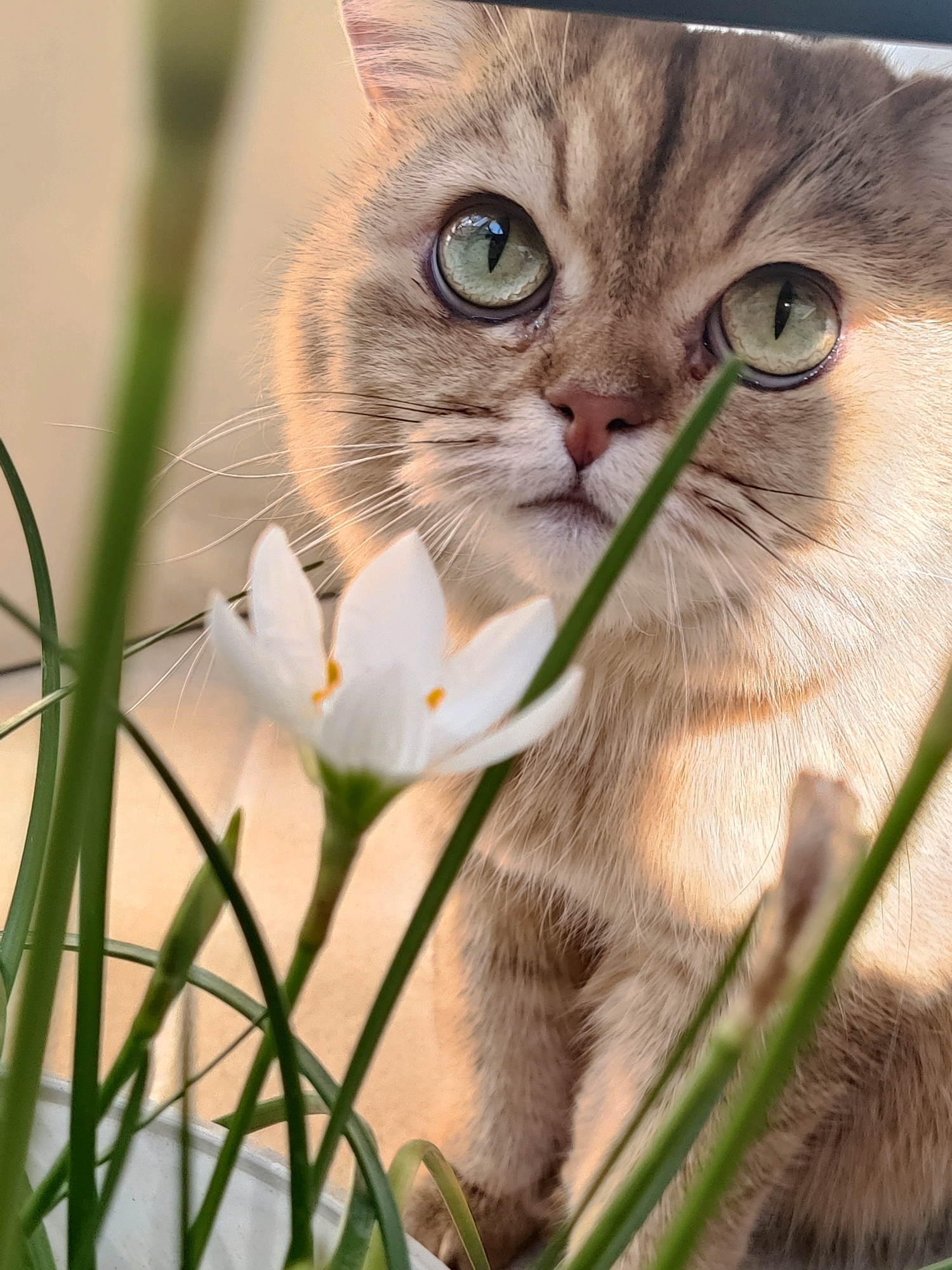 A close-up, eye-level shot showcases a light brown tabby cat with striking green eyes peering through blurred green foliage and a white flower. The cat's face is partially obscured by the plant, but its left eye, nose, and mouth are clearly visible. The cat's fur exhibits a warm, golden hue, with distinct tabby markings. The background is a soft, out-of-focus beige. The lighting suggests it is daytime, with warm, diffused light creating highlights on the cat's fur. No people or other animals are present. The setting appears to be indoors or in a protected outdoor space, with elements suggestive of a home environment like a window or planter.