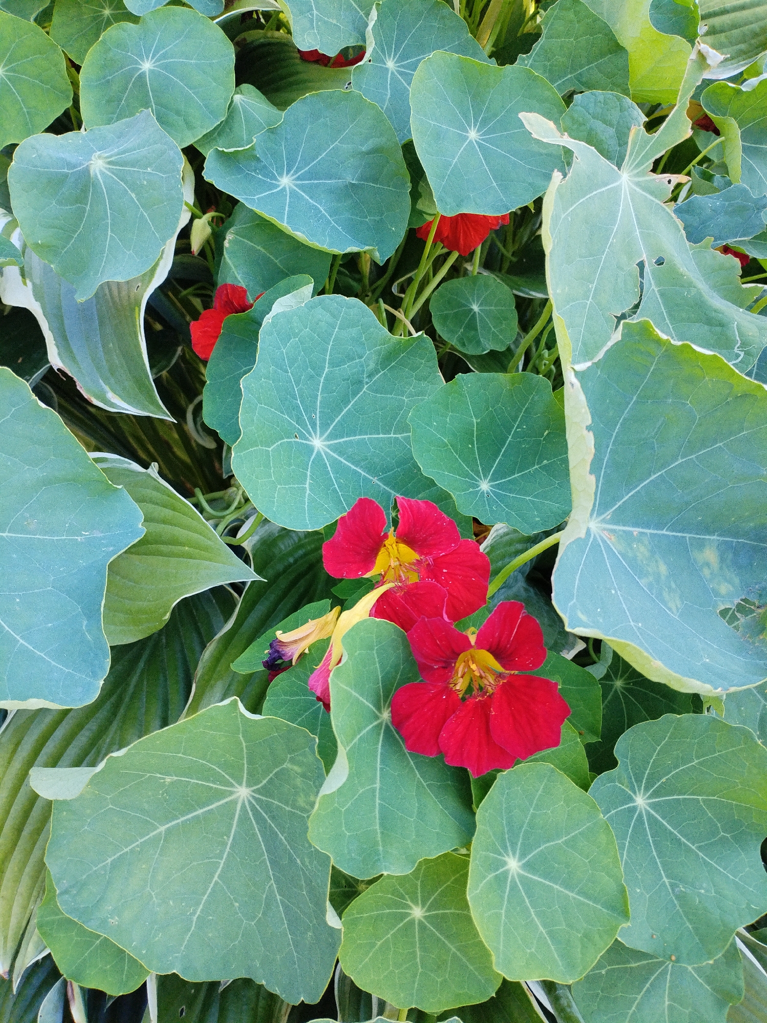 This image depicts a close-up view of nasturtium plants with their characteristic large, circular leaves and vibrant red flowers. The plants are densely packed, creating a lush, green canopy with pops of red. Some of the leaves show minor imperfections like small holes or discoloration, suggesting natural wear and tear. The background is a blur of green foliage, indicating a garden or natural setting. The image does not contain any people or specific landmarks that would allow for identification of a location within Bialynichy, Belarus. The lighting suggests an outdoor setting, likely during daytime.