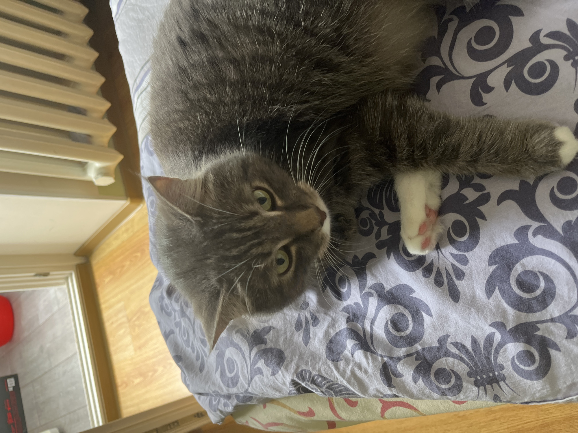 A gray tabby cat is lying on a bed with a patterned comforter. The cat is facing the camera with its green eyes open. Its right paw is visible, showing white fur and pink pads. In the background, a white radiator is visible next to a doorway with a wooden floor. The scene appears to be indoors, likely a bedroom.
