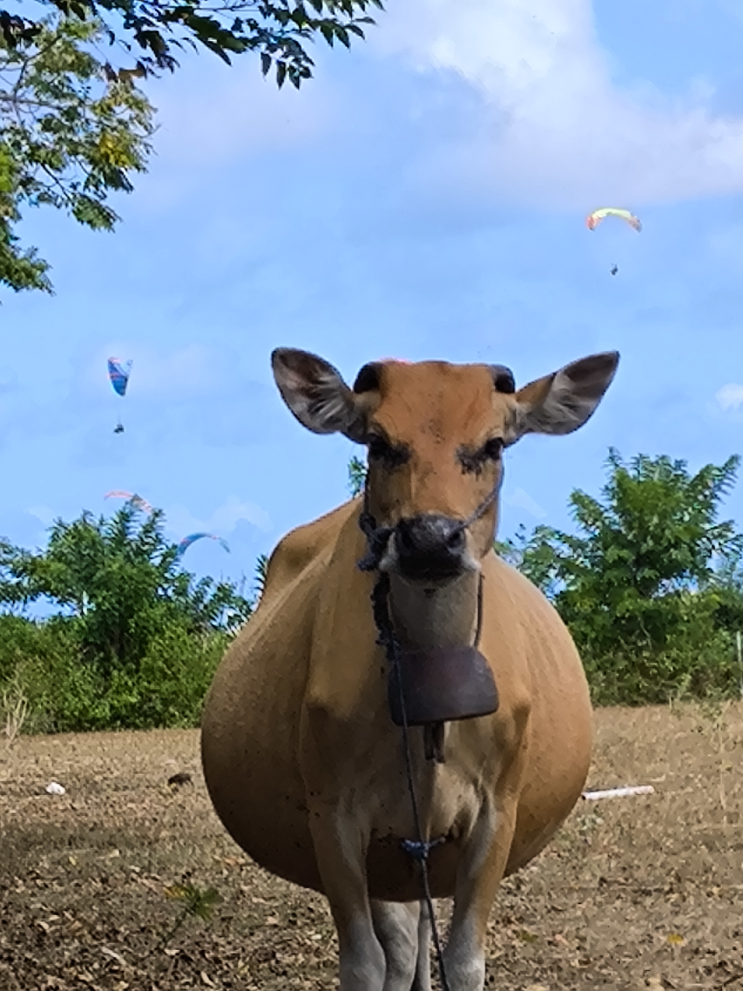 A brown cow stands in a field of dry grass under a blue sky with scattered clouds. The cow wears a bell around its neck. In the background are trees and several paragliders in the sky. The location is Unknown, Unknown.