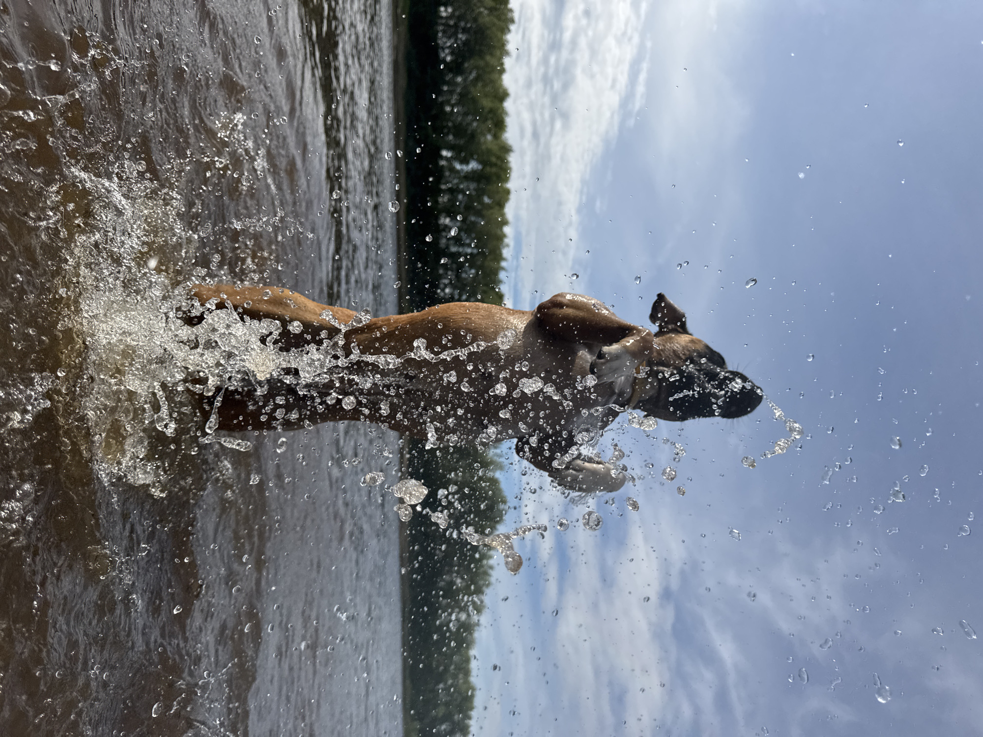This is a low-angle, dynamic shot of a dog playing in the water. The dog, a medium-sized breed with brown fur, is captured mid-splash, creating a dramatic spray of water around its body. Its head is turned to the right, with its mouth open, suggesting it is actively engaged in the water. The water itself is murky brown, with sunlight glinting off the numerous droplets and splashes.
In the background, a dense line of green trees forms a backdrop against a bright blue sky dotted with scattered white clouds. The scene appears to be set on a sunny day, likely in the afternoon given the quality of light. The orientation of the image is portrait, and the low perspective looking up at the dog and the sky emphasizes the dog's movement and the energetic nature of the activity. The setting hints at a natural body of water, such as a river or lake, bordered by a forested area. There are no people, objects, or visible text in the frame.