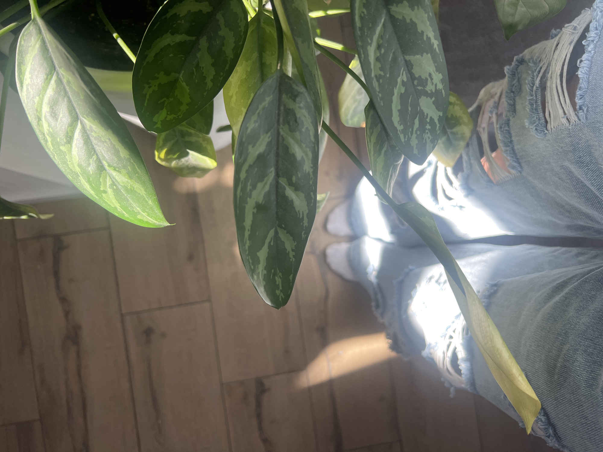 The image shows a close-up view of a plant with large, patterned leaves, some of which are a vibrant green with lighter green markings. One leaf on the right side of the frame is yellowing and appears to be dying or drying out. The plant is positioned in a way that suggests it is hanging or growing downwards.
In the background, the lower portion of a person wearing light-wash, ripped denim jeans is visible. The person's legs and feet, clad in white socks or shoes, are partially obscured by the plant and the jeans. The light blue of the jeans, with their frayed edges and ripped sections, stands out against the natural tones of the plant and the floor.
The setting appears to be indoors, as suggested by the wooden floor with visible planks and grain. A strong shaft of sunlight is casting a warm, bright rectangle of light on the floor and on the lower part of the person's legs, creating a distinct contrast between illuminated and shadowed areas. This suggests it is daytime, likely with bright sunshine.
The overall mood is one of domesticity and perhaps a touch of melancholy, given the wilting leaf, juxtaposed with the casualness of the ripped jeans and the warmth of the sunlight. There is no visible text in the image.