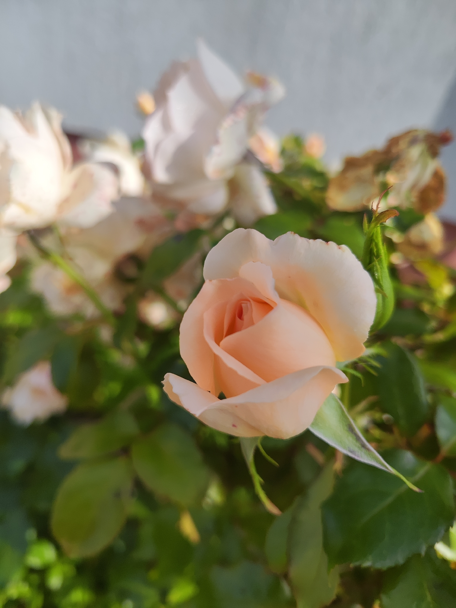 A close-up, eye-level, outdoor shot captures a single, delicate, peach-colored rose in sharp focus. The rosebud is partially open, revealing its tightly curled petals. In the background, several other roses, out of focus, appear in lighter shades of pink and white. Lush green leaves and a few dried, brown leaves form the surrounding foliage. The background wall, a pale gray, suggests an urban or garden setting. The lighting indicates it is daytime, with sunlight illuminating the scene. The image shows no people or any identifiable landmarks of Gvardeysk, Russia.