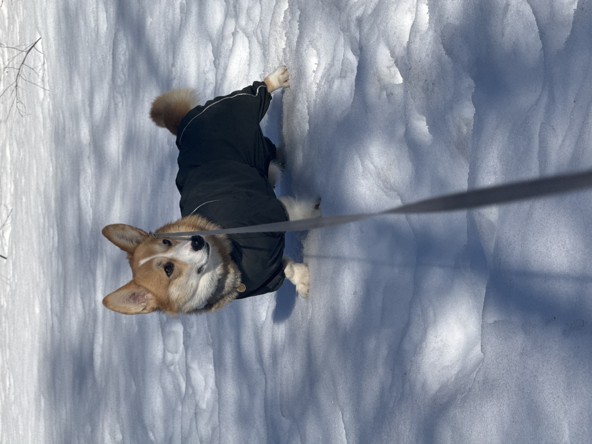 A Pembroke Welsh Corgi dog, featuring red and white fur, is depicted standing in a snow-covered outdoor environment in Votkinsk, Russia. The dog wears a dark green or black winter coat with lighter colored trim on the rear legs, and a gold-colored tag is visible on its collar beneath the coat. It is attached to a gray leash extending downwards out of frame. The dog is positioned center-frame, angled slightly towards the viewer, with its head turned to the left, gazing out of frame. Its front left paw appears slightly raised. The ground is uniformly covered in bright white snow, exhibiting gentle undulations and areas of shadow indicating direct sunlight. In the upper right background, a few bare tree branches are visible against the snowy landscape. The scene conveys a clear, sunny, and cold outdoor setting.