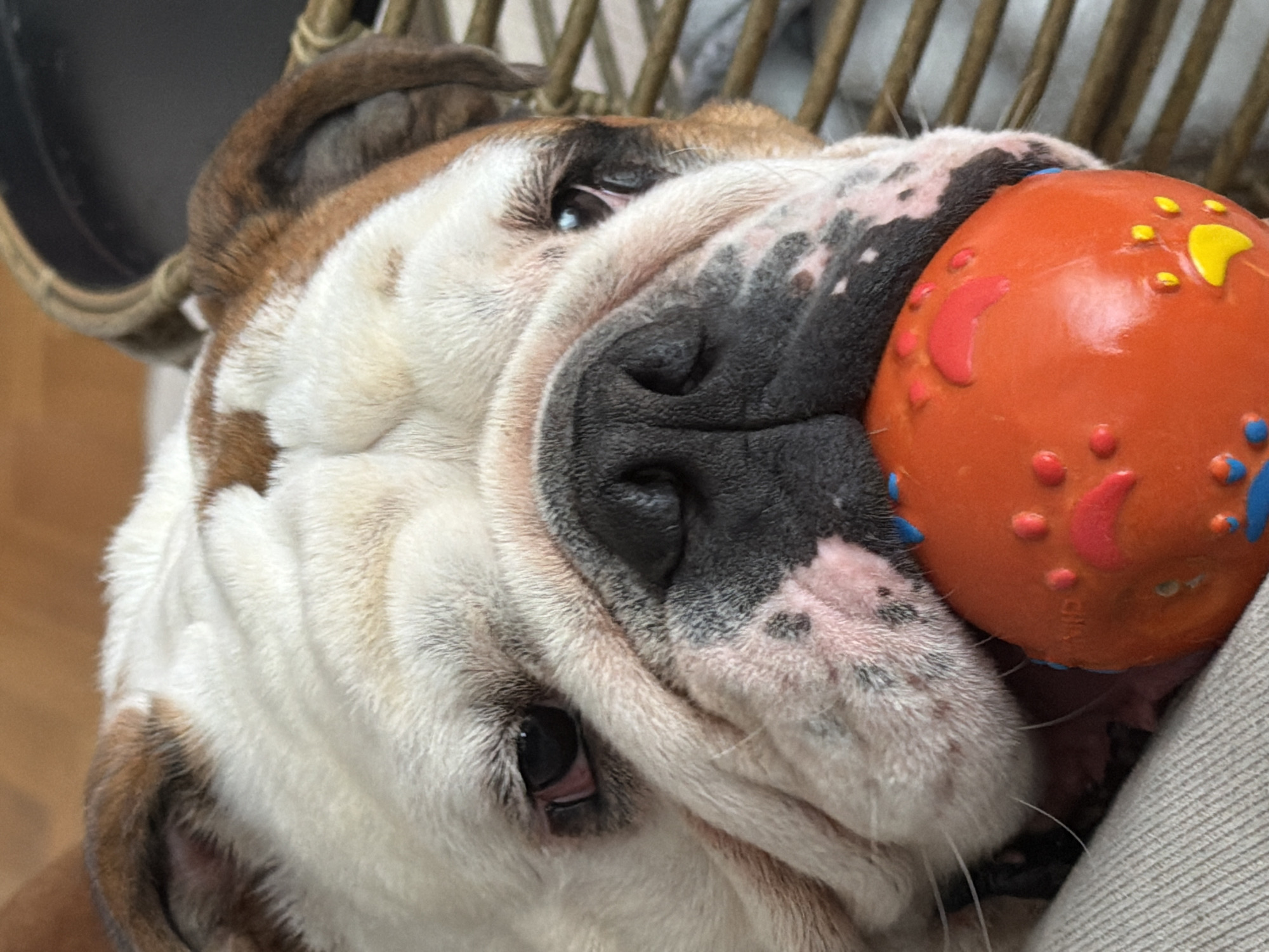 A close-up shot features an English Bulldog resting its head on what appears to be a light gray cushion. The dog is holding an orange rubber toy with raised, colorful paw print designs in its mouth. The dog's face is heavily wrinkled, with a white and brown coat and a black nose. The background is blurred, but suggests a wicker or similar woven material. There's no clear indication of the location being Sofia, Bulgaria.