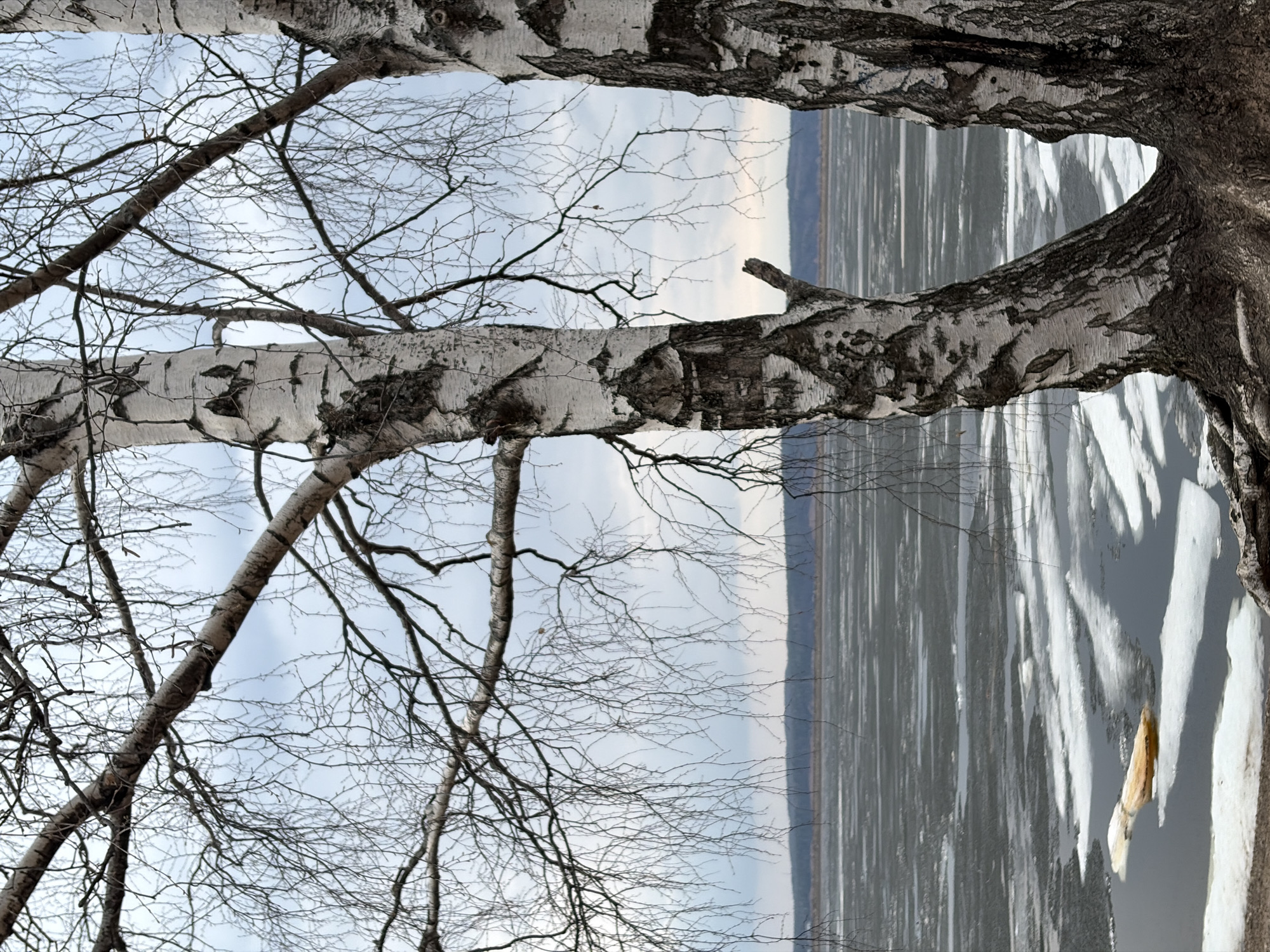 The image shows a winter scene taken in Chaikovsky, Russia. Two birch tree branches frame the sky and a frozen body of water. The branches are bare, indicating winter. The water surface has ice and snow cover, reflecting sunlight. A broken tree trunk sticks out from the ice near the right side.