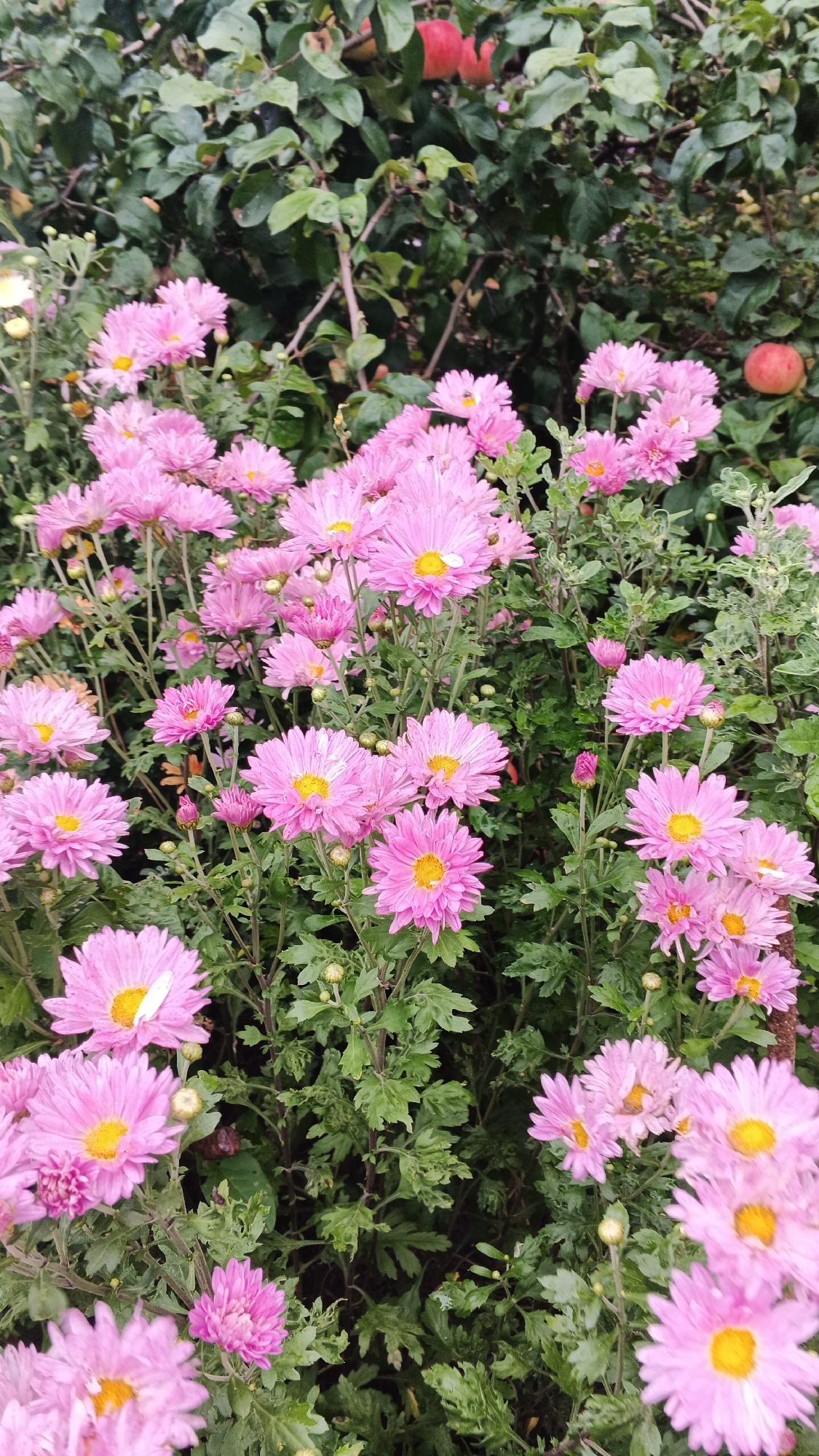 The image displays a cluster of vibrant pink chrysanthemums with yellow centers, in full bloom, amidst lush green foliage. The flowers are dense and occupy the majority of the frame, with some appearing slightly out of focus due to the shallow depth of field. In the background, there are glimpses of green leaves and branches, and to the right, a small, ripe red apple is visible on a branch, suggesting an autumnal setting. The overall scene conveys a natural, garden-like environment. The location is in the city of Подгорное, Russia.