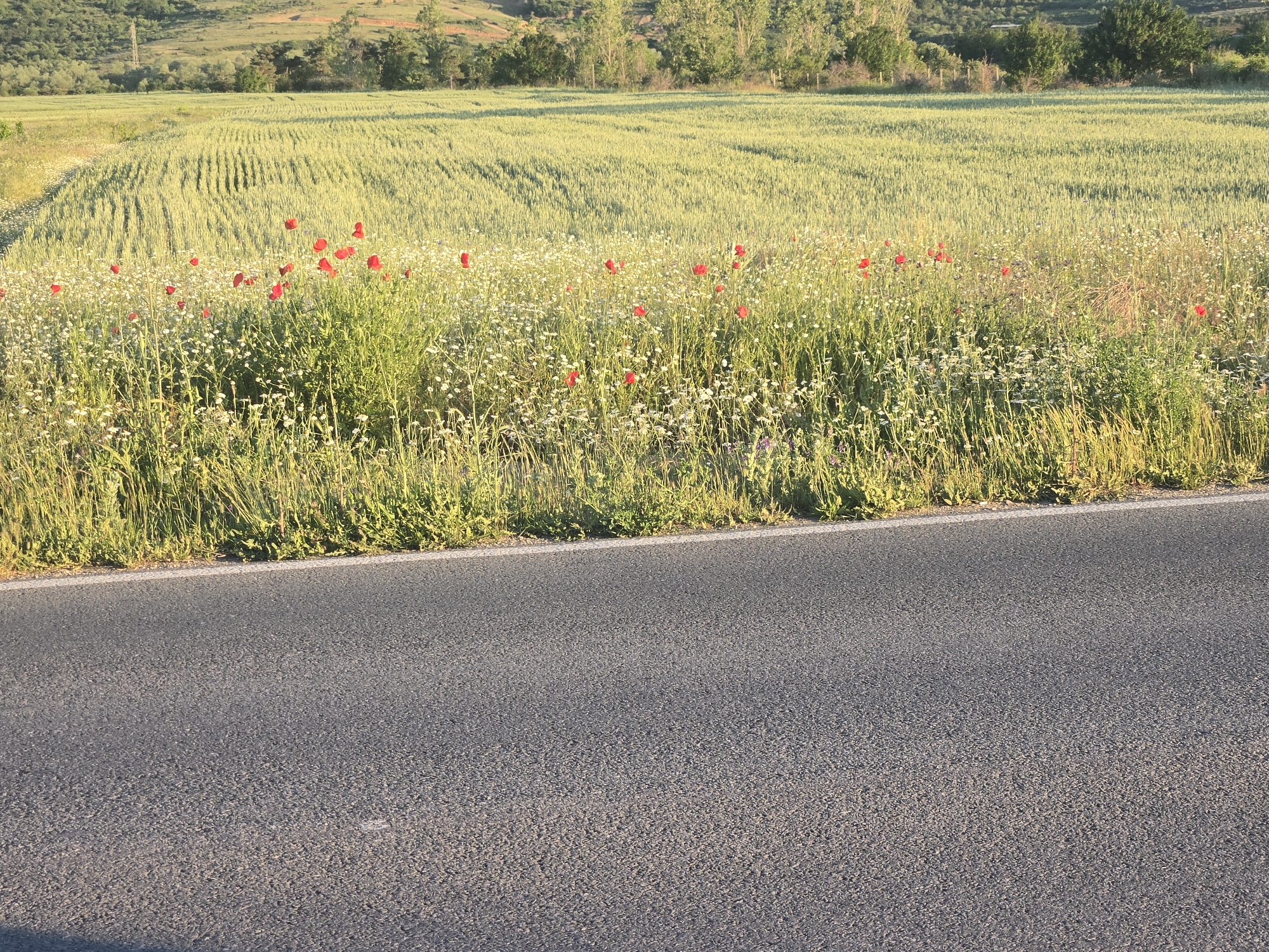 The image shows a paved road next to a field. The road is gray asphalt with a light-colored line marking the edge. Adjacent to the road is a grassy area filled with wildflowers, including white flowers and red poppies. Beyond the wildflowers, a field of wheat stretches towards the horizon, where a line of trees is visible. In the background, there is a gently sloping hill. The location is unknown.