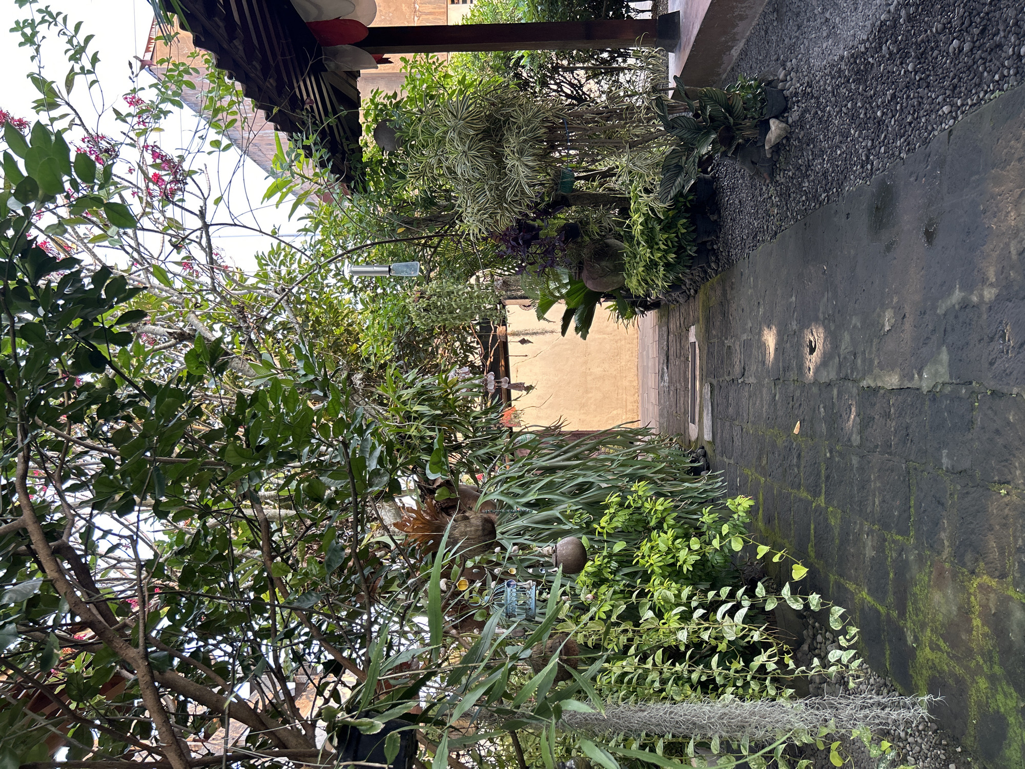 The image shows a pathway paved with dark rectangular stones, covered in patches of moss, leading through a lush garden. On the left, a large tree with dense green foliage hangs over the path, with various hanging plants, including a light blue birdcage, suspended from its branches. To the right of the path, a collection of potted plants of varying sizes and species are arranged, some with variegated leaves, interspersed with dark grey gravel. Beyond the immediate garden area, a light-colored wall is visible in the background, and a covered structure with a dark, corrugated roof and a wooden support post stands on the far right. The scene appears to be an outdoor courtyard or garden area within a residential or hospitality setting in Banguntapan, Indonesia, characterized by abundant plant life and naturalistic paving. There are no people or animals present in the image.