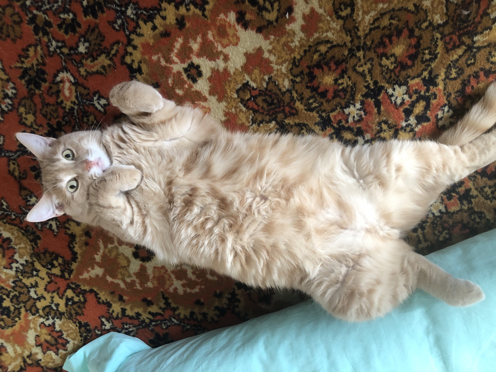 An overhead shot shows an orange tabby cat lying on its back on a patterned rug. The cat has its paws up in the air and its mouth is slightly open. A turquoise-colored object, possibly a pillow, is on the left side of the frame, partially obscuring the cat. The rug has a complex pattern with colors of orange, brown, black, and yellow. The scene is indoors, with no indication of the city of Krasnozatonsky, Russia.