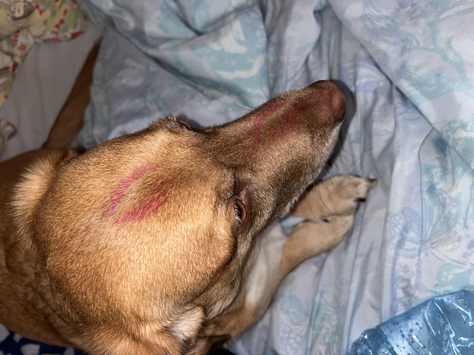 The image shows a close-up of a brown dog lying on a bed with blue and white patterned sheets. The dog has two red lipstick marks on its fur, one on its head and one on its snout. A paw is visible near the snout. Part of a plastic water bottle is also visible in the bottom right corner. There is not enough information to determine if the image was taken in Sofia, Bulgaria.