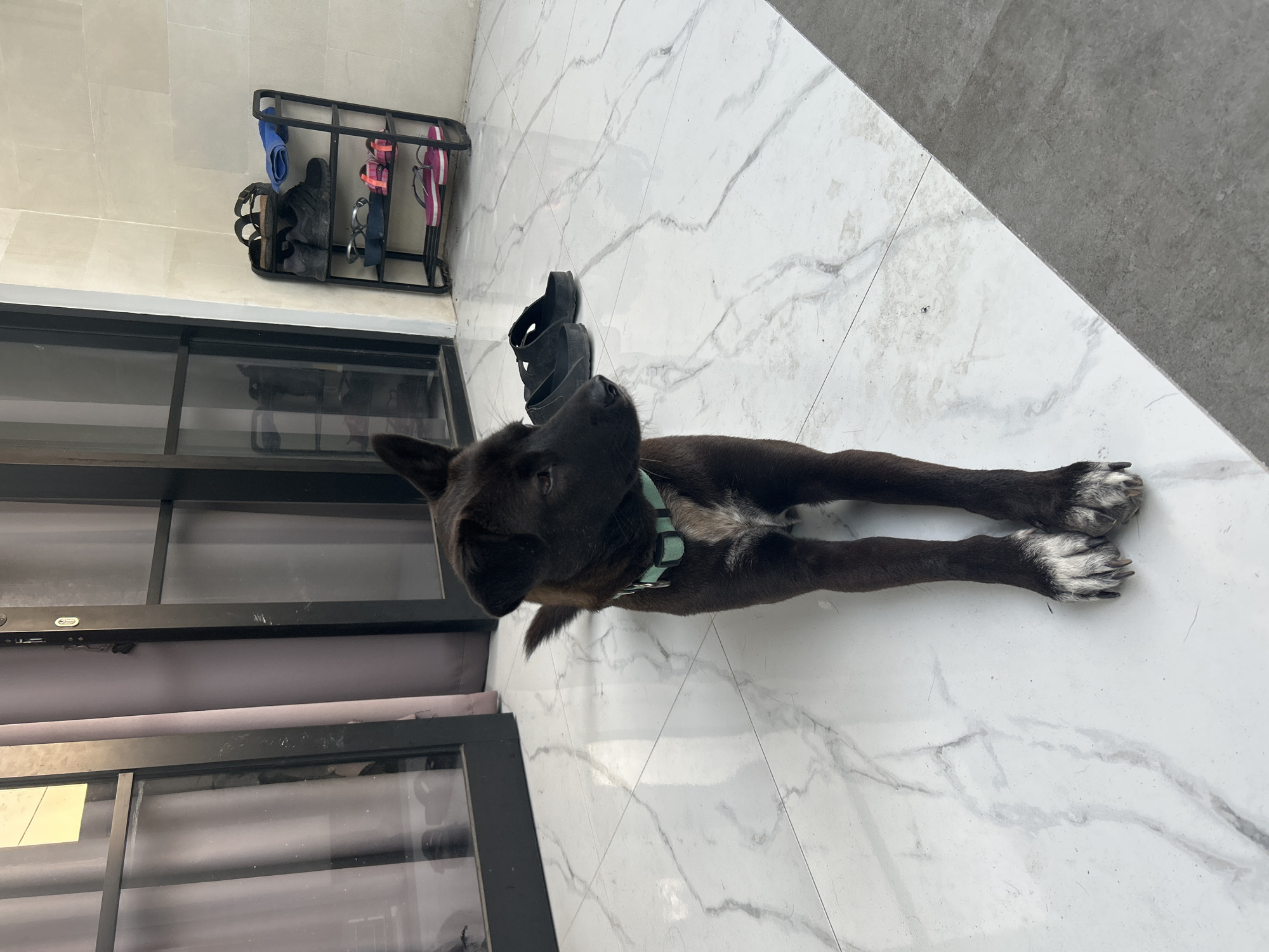 A medium shot shows a black dog with a light-colored chest and white-tipped paws sitting on a white marble-patterned tile floor. The dog is wearing a mint green collar and is looking to the right. To the left of the dog, a dark-framed sliding glass door with sheer grey curtains is visible. Behind the dog, a black shoe rack holds various pairs of footwear, including black sandals, black sneakers, blue flip-flops, and pink and orange flip-flops. A pair of black clogs is on the floor to the left of the dog. The environment appears to be an outdoor or semi-outdoor area, possibly a patio or balcony, in Sukawati, Indonesia.