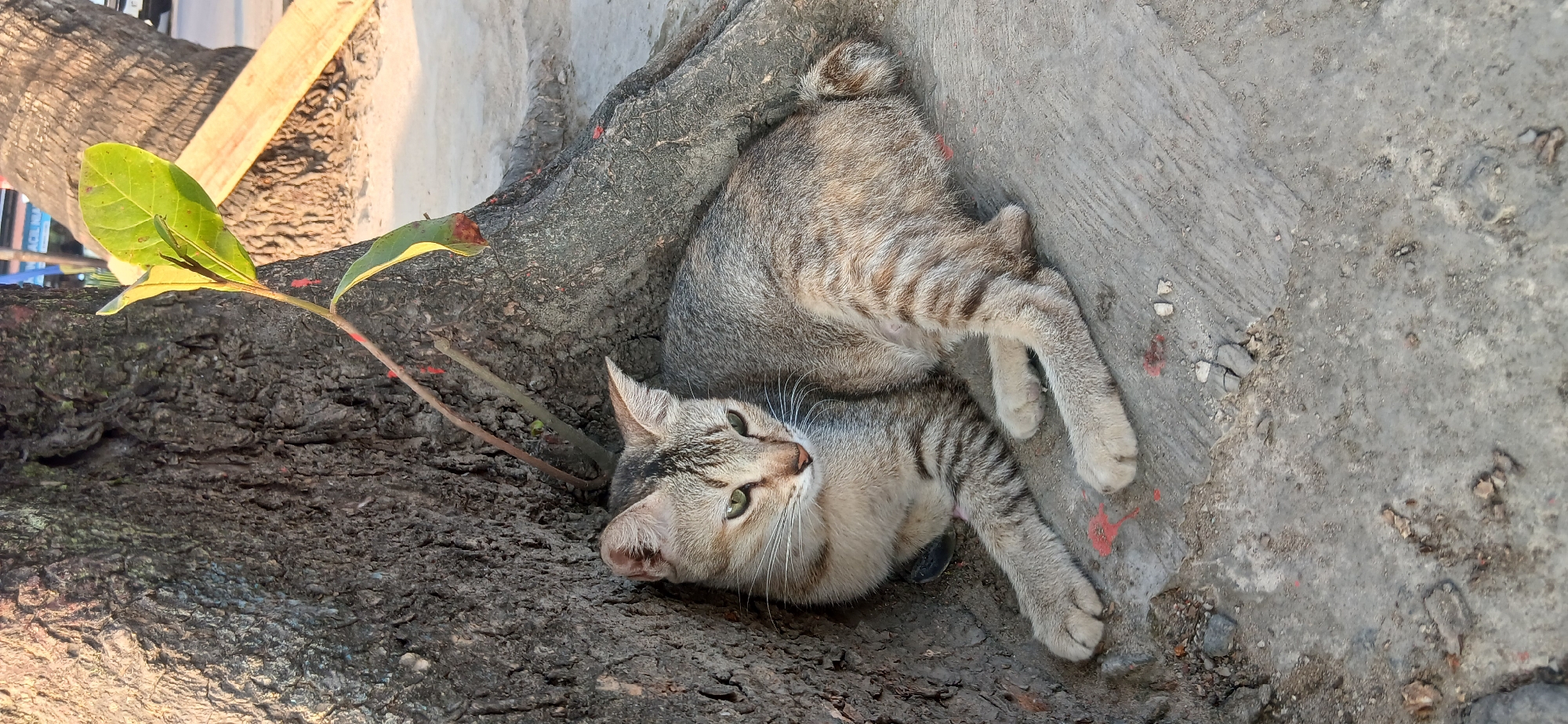 A grey tabby cat with green eyes rests against the base of a large tree. The cat is lying down with its paws extended in front of it. The tree has rough, dark bark and prominent roots are visible at its base. A small green plant with several leaves grows near the tree trunk. The ground is paved with concrete and scattered with small stones and debris, including some red paint splatters. The background is slightly out of focus, showing what appears to be a street and a palm tree. The scene suggests a casual outdoor setting, possibly a sidewalk or public area. The location is identified as Samarinda, Indonesia.