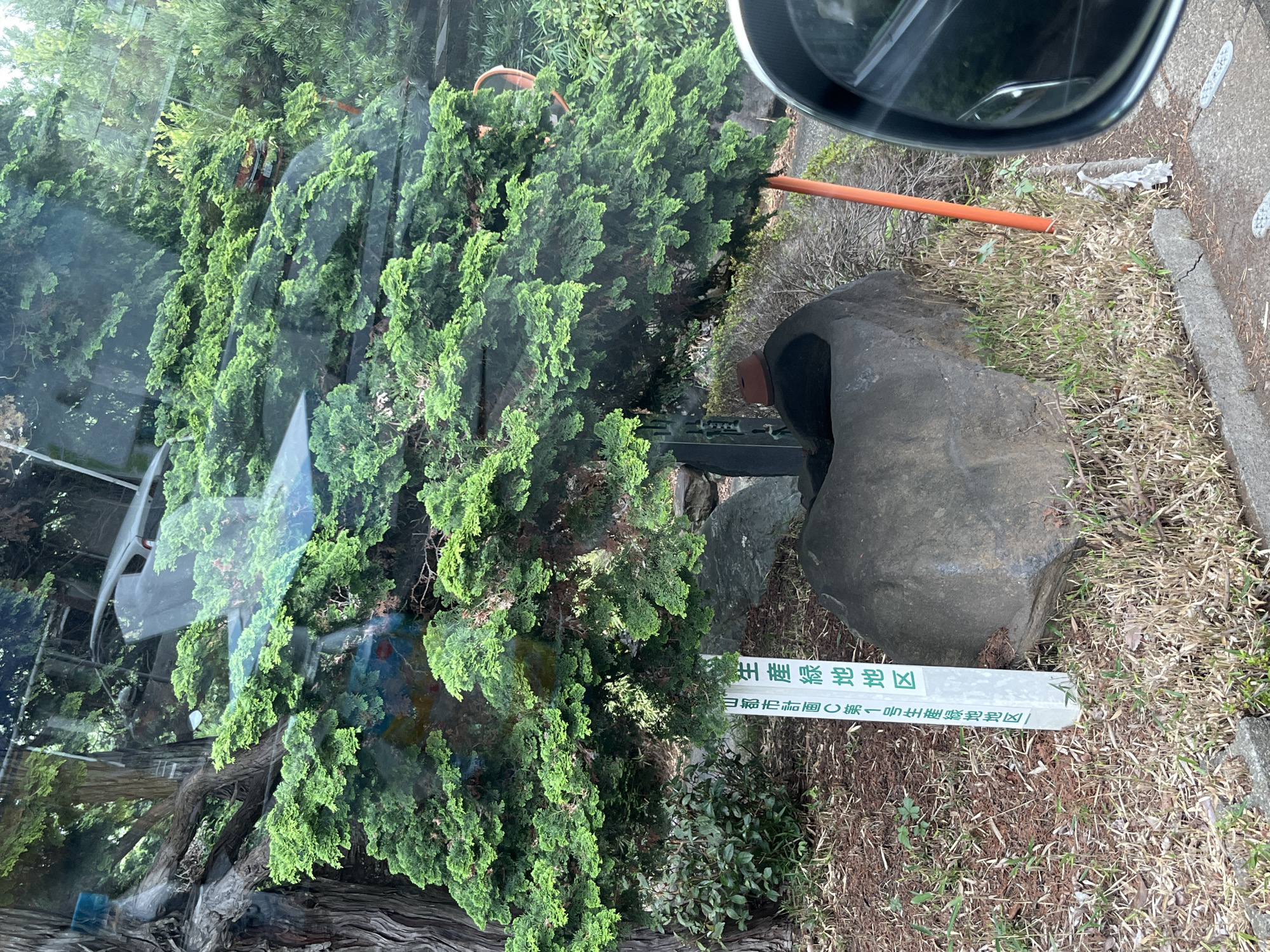 A tree with green foliage is situated next to a large rock and a white sign. The sign has Japanese characters printed vertically in green. The text on the sign translates to "Production Green Area" and "Sayama City Plan C, No. 1 Production Green Area". The scene is outdoors, with dry grass and dirt covering the ground. A portion of a car's side mirror is visible in the lower right corner of the image. The background appears to be a reflection in a window, showing trees and what looks like a car.