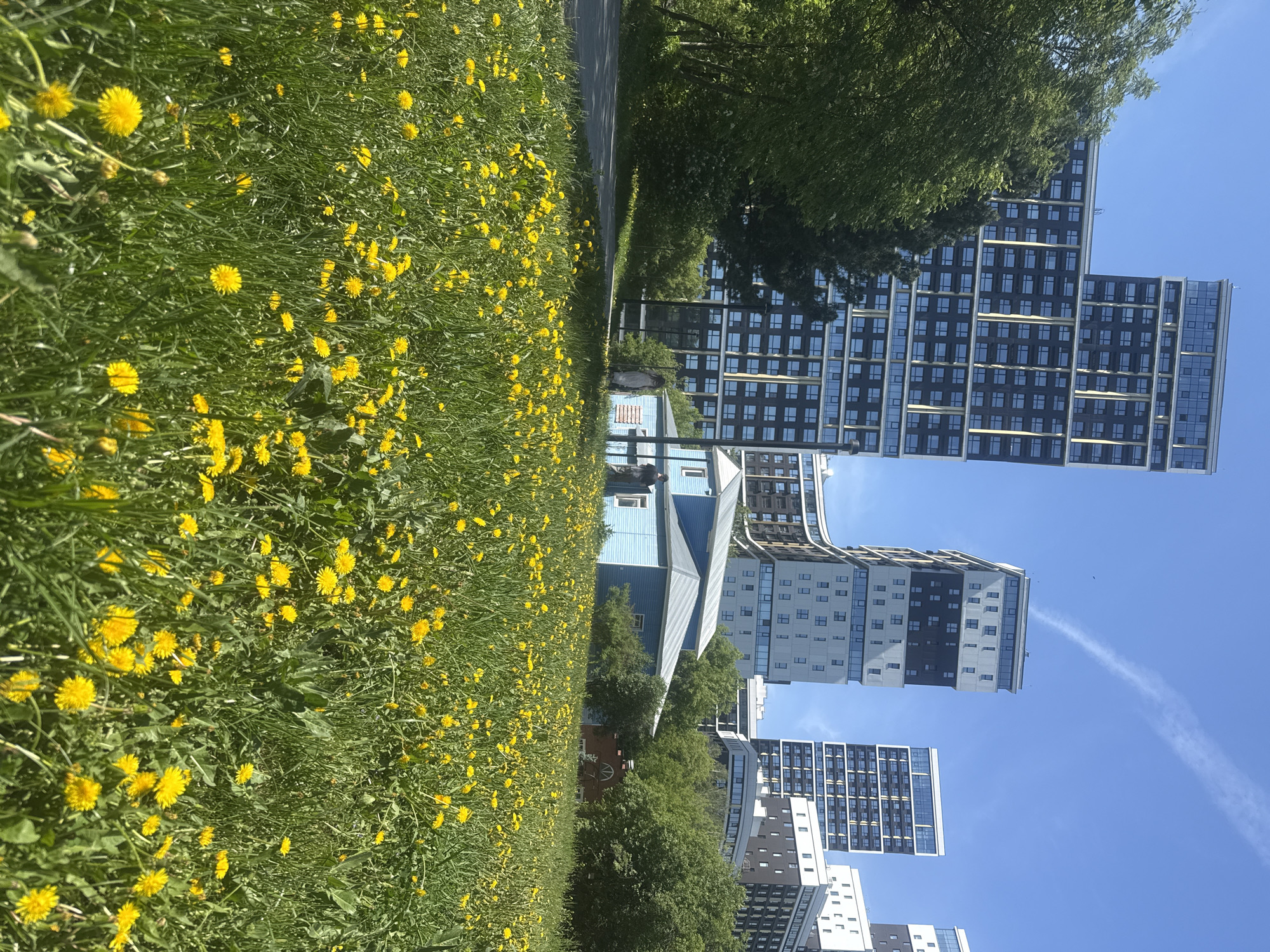 The image depicts a meadow of dandelions in Yekaterinburg, Russia, contrasting with a traditional wooden house and modern high-rise apartment buildings. The dandelions fill the left foreground. A paved path runs alongside the meadow. Beyond the meadow are trees and a blue, traditional wooden house with a pitched roof. In the background are several high-rise apartment buildings with modern architectural designs. The sky is blue with a contrail.