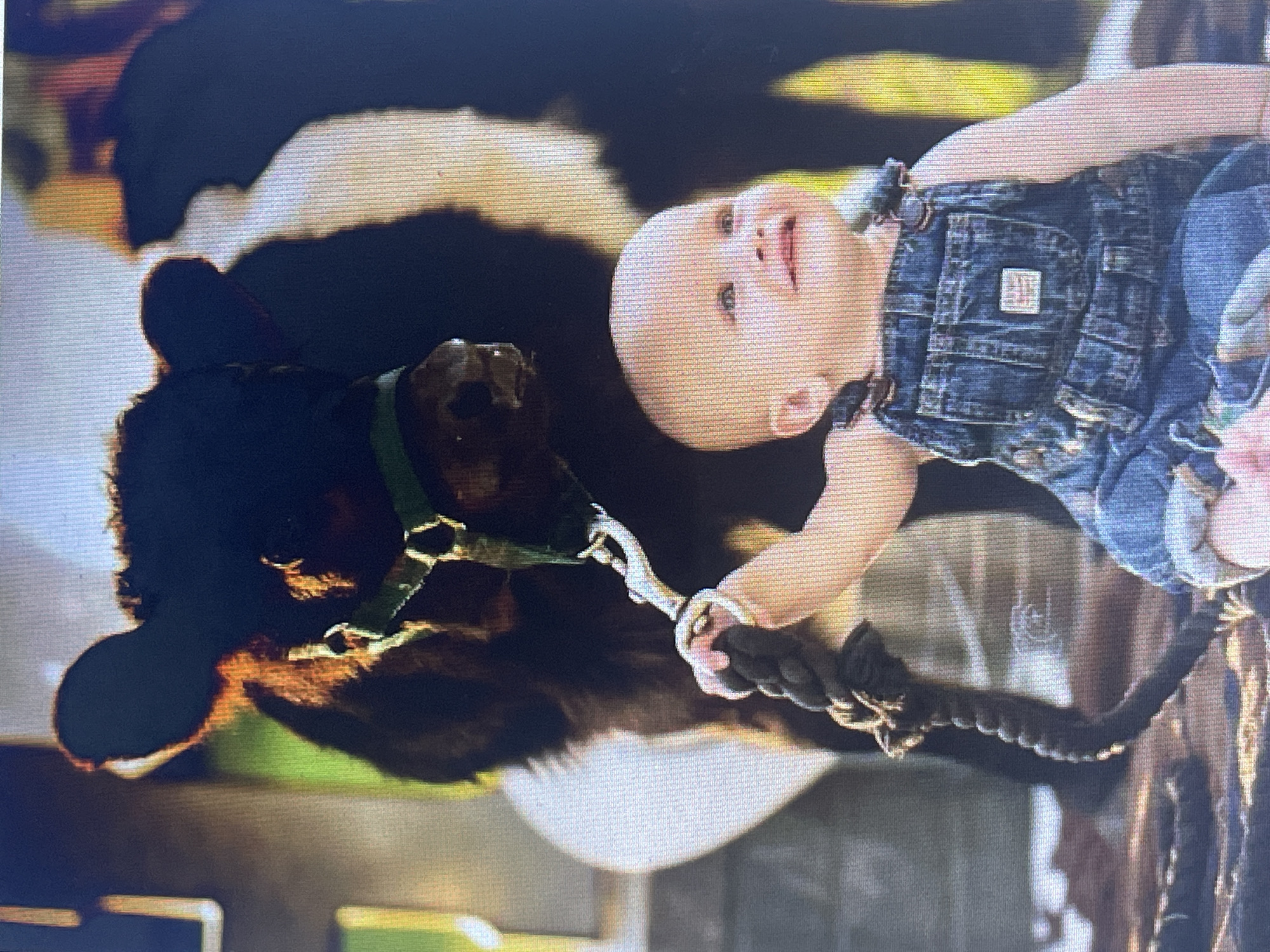 A baby wearing denim overalls is holding a thick rope in their hands, which is attached to a halter on a calf. The calf is dark brown with a white splotch on its side and appears to be standing behind the baby. The scene is outdoors with a blurry background suggesting a rural or farm setting. The lighting suggests it is daytime. There is no indication of Stary Oskol, Russia in the image.