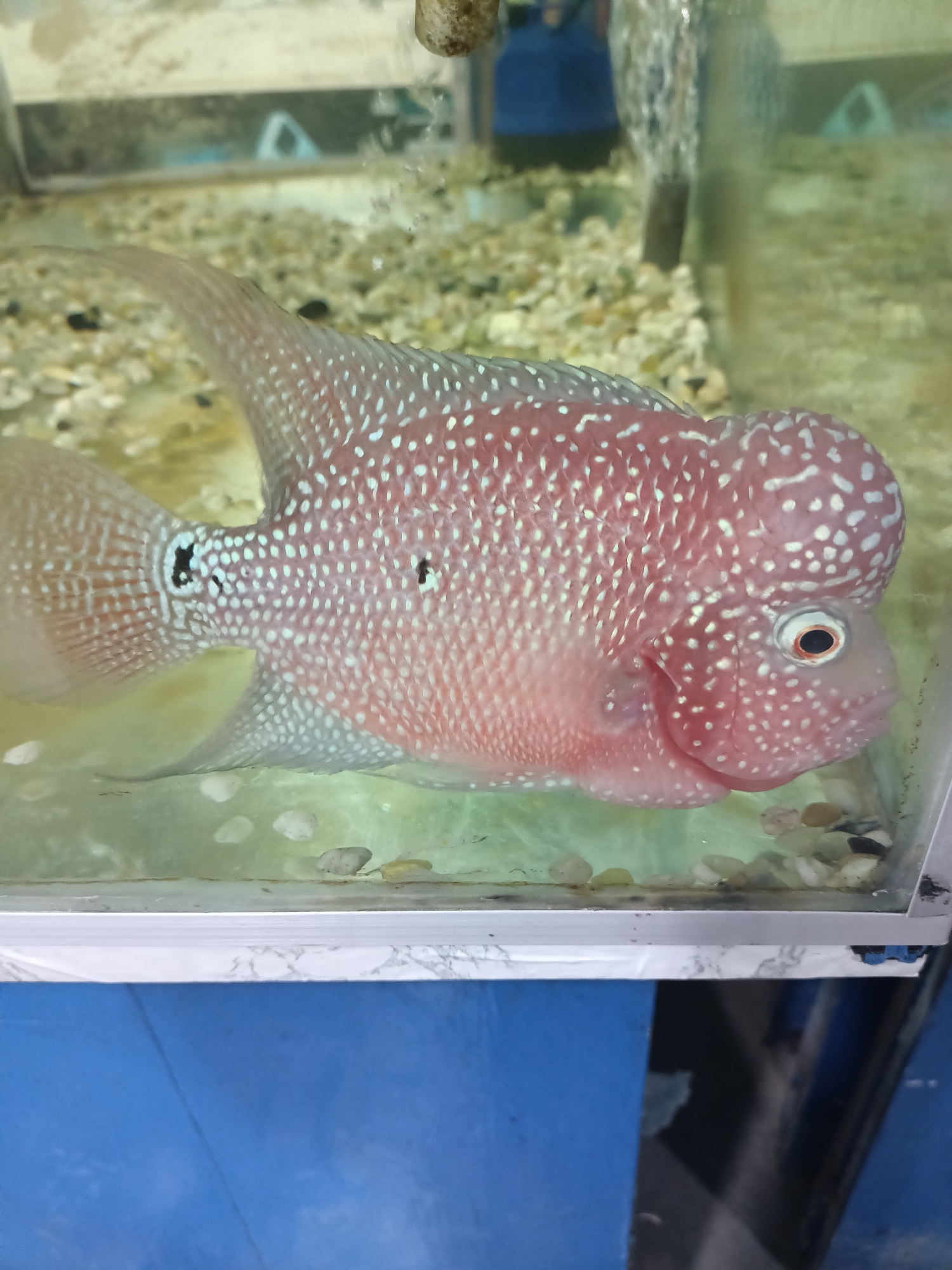 A close-up, vertical, eye-level shot shows a vibrant pink and white cichlid fish swimming in a clear aquarium. The fish, identified as a Flowerhorn Cichlid, is the primary subject, filling most of the frame. Its body is covered in numerous small, pearl-like white spots that stand out against its pink scales. A prominent characteristic of this species, a large hump, adorns its forehead, which is also speckled with white. The fish's eye is visible, a dark pupil surrounded by a reddish-orange iris. Its mouth is slightly open, giving it a curious or perhaps alert expression.
The aquarium's substrate consists of small, light-colored pebbles and some larger stones scattered across the bottom. In the background, the aquarium glass reflects some elements of the surrounding environment. A blurry blue object is visible in the far background, possibly another tank or equipment. Bubbles rise from an unseen source in the upper right portion of the tank, suggesting an aeration system is in operation. The water appears clear, allowing a good view of the fish and its environment. The lighting is bright, highlighting the fish's colors and textures. The image conveys a sense of peaceful observation of aquatic life within a controlled environment. The location context is Cotgadong, Indonesia. No visible text is present in the image.
