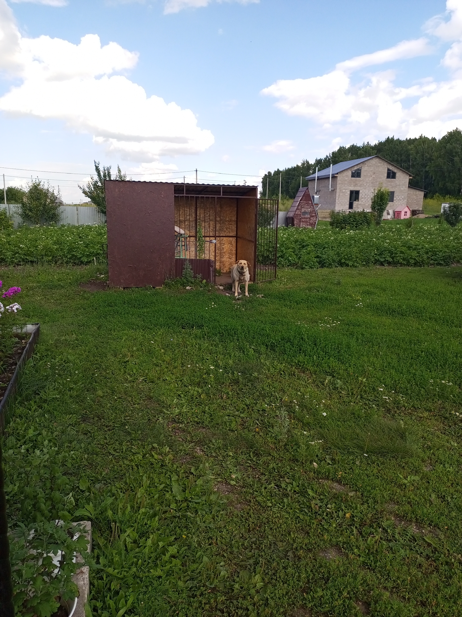 In the city of Gafurovo, Russia, a medium-sized dog stands outside a partially enclosed doghouse. The doghouse is constructed with a brown, opaque material on its back and sides, and a metal cage-like front. The dog is light-colored, with a slightly lighter muzzle and chest, and it is facing the camera. Behind the doghouse, a field of green plants stretches towards a wooded area. In the background, a two-story house with a grey roof and light-colored brick walls is visible, along with a smaller red wooden structure. The sky is blue with scattered white clouds. The foreground consists of a well-maintained grassy lawn.