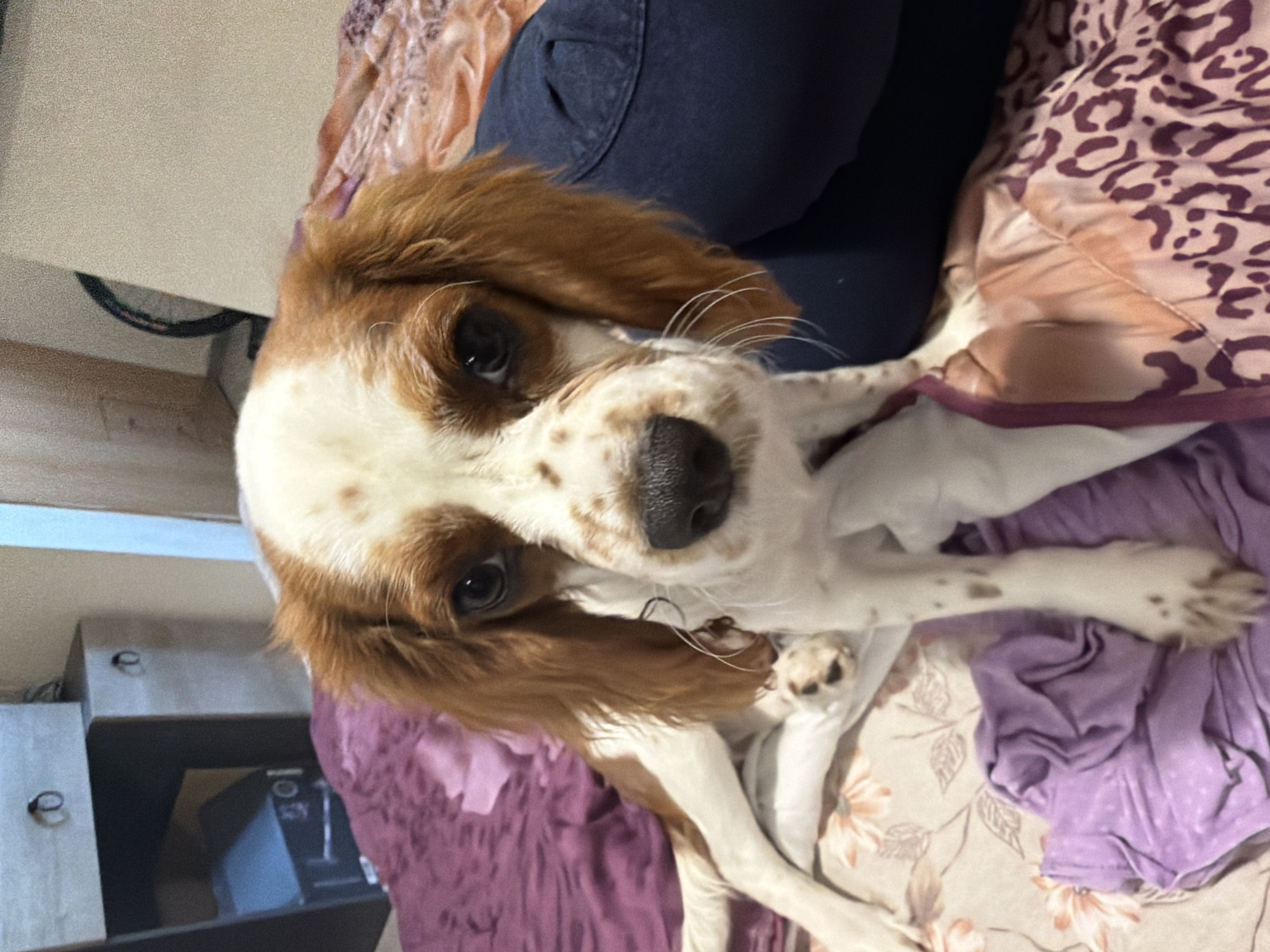 A Cavalier King Charles Spaniel dog is lying on a bed. The dog has a white and brown coat and a black nose. The bed has a patterned blanket and a purple sheet. A person wearing blue jeans is sitting on the bed. The location is in a room in the city of Unknown, Unknown. A white cabinet is visible in the background.