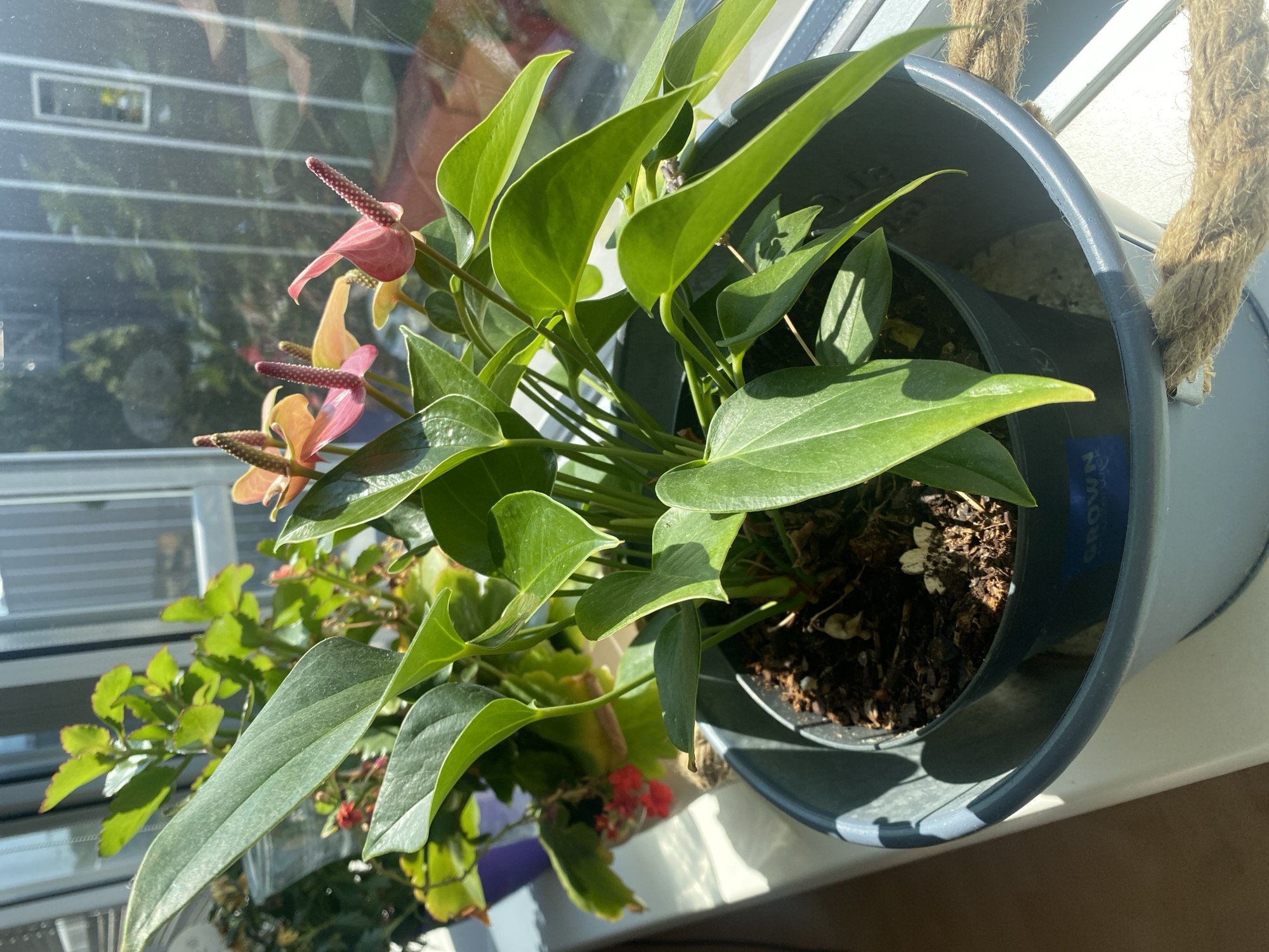 The image shows a potted anthurium plant with pink and orange spathes and green leaves, placed on a windowsill. Behind the anthurium, another plant with smaller green leaves and red flowers is visible. The windowsill is white and bathed in sunlight. Through the window, vertical blinds and greenery from the outdoors can be seen. A rope handle is attached to the outer pot. The overall scene suggests an indoor plant display by a window. There is no information in the image to suggest a specific location in Eisenstadt, Austria.