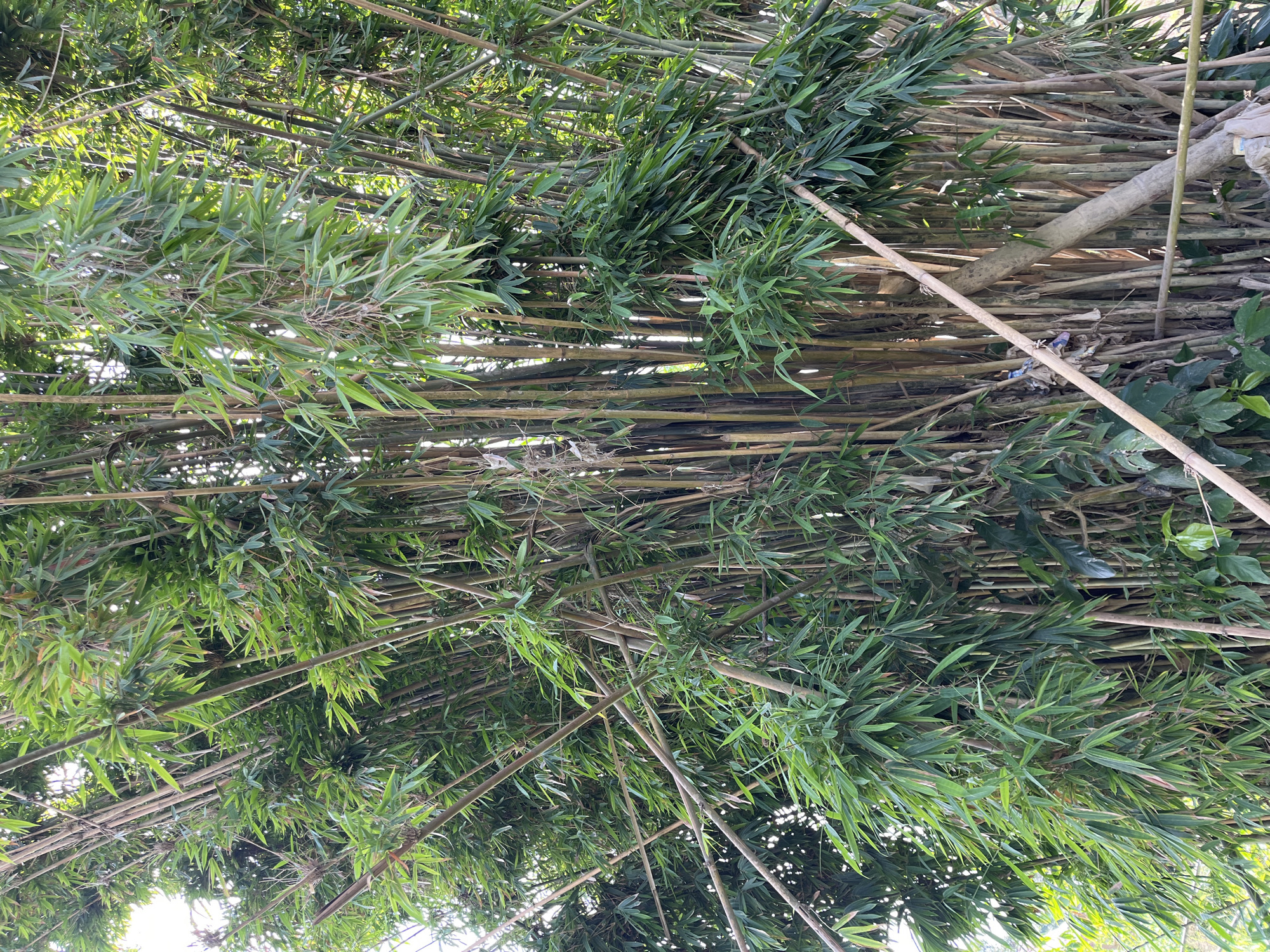 The image shows a dense grove of bamboo trees, with many tall, slender stalks and abundant green foliage. The bamboo stalks vary in color from light brown to tan, and some appear to be older and thicker than others. The leaves are long and narrow, creating a lush canopy. Sunlight filters through the leaves, casting dappled shadows. The overall impression is one of natural abundance and a somewhat wild, overgrown environment. The location is identified as Kota Kuala Simpang, Indonesia. There are no people visible in the image. The scene depicts a natural landscape.