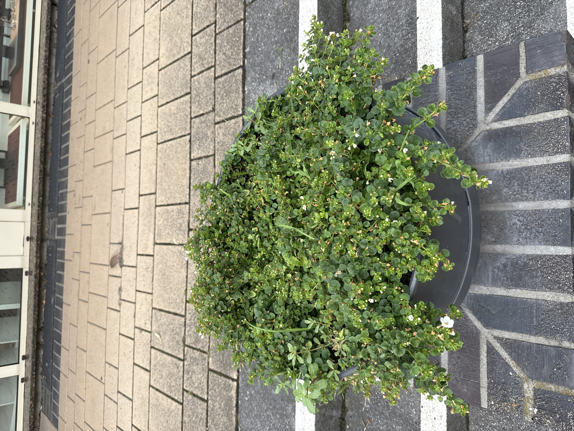 This media file depicts a potted plant with small white flowers, placed on a textured pavement. The plant is lush and green, with many tiny leaves and numerous delicate white blossoms. The pot appears to be dark gray and is positioned on a surface made of gray and white-striped brickwork, adjacent to a pathway of rectangular light-colored paving stones. The scene suggests an outdoor setting, possibly a street or a garden path, given the paving materials.
The composition is focused on the plant and its immediate surroundings. The lighting indicates daytime, with shadows cast by the plant and the paving stones, suggesting it is not midday. The overall atmosphere is serene and natural. There is no visible text in the image. The location context of Rathenow, Germany, provides a geographical anchor for this ordinary urban or suburban scene.