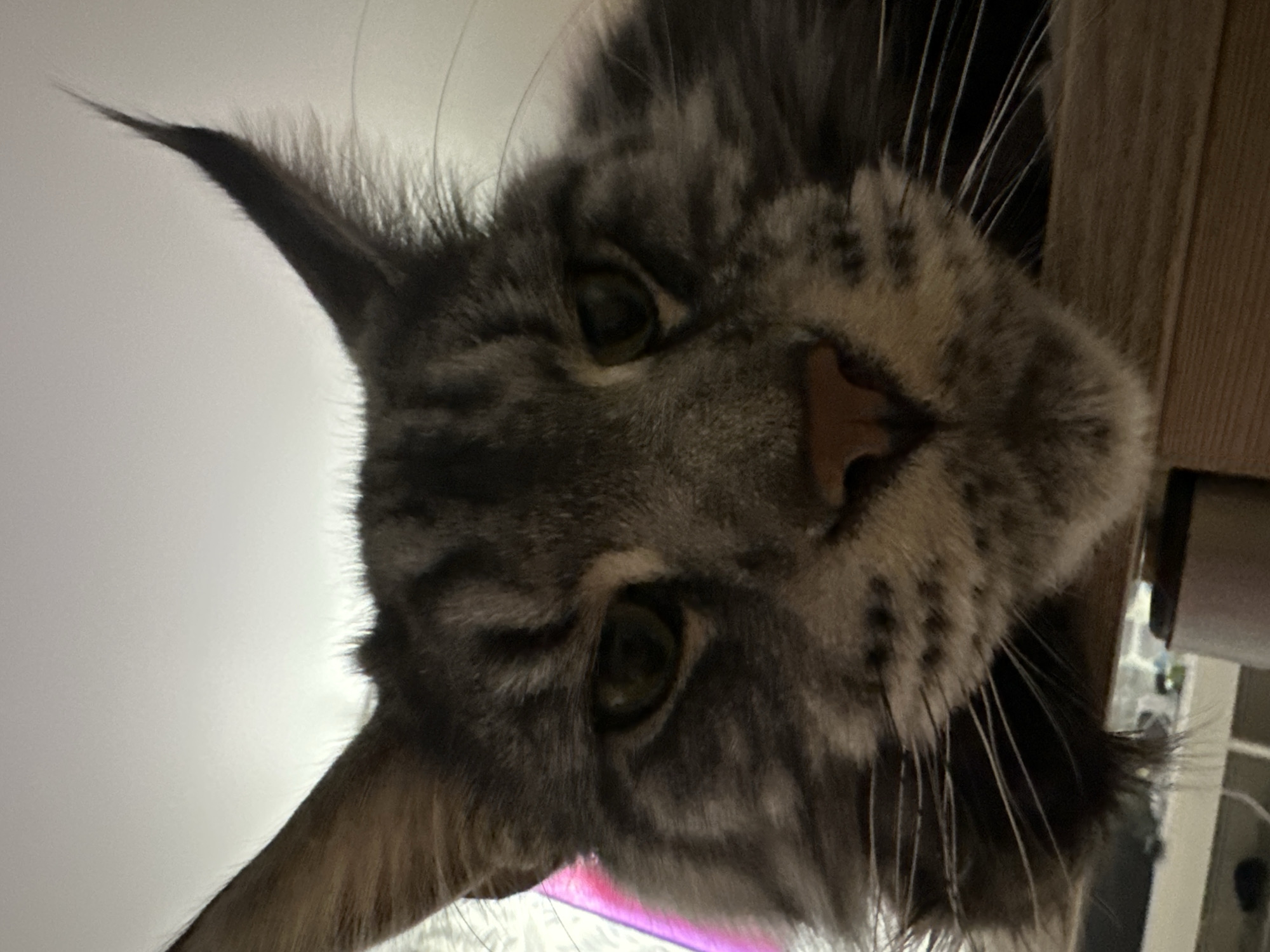 An extreme close-up, low-angle photograph captures the head and upper body of a domestic feline, identifiable as a Maine Coon cat, positioned centrally in the frame. The cat displays a silver-grey tabby coat with dark stripes, long fur, and prominent ear tufts. Its greenish-yellow eyes are open and directed towards the viewer. The nose is pinkish-brown, and long white whiskers extend from its muzzle. The cat appears to be resting its lower jaw on a dark, reddish-brown surface, consistent with wooden furniture. The background above the cat is a uniformly lit, light-colored plane, likely a ceiling or wall. Below the cat's chin, the background is blurred and indistinct, showing various out-of-focus elements typical of an indoor domestic setting. A faint magenta light is reflected near the cat's left ear. The scene is located in an indoor environment within the city of Chaikovsky, Russia.