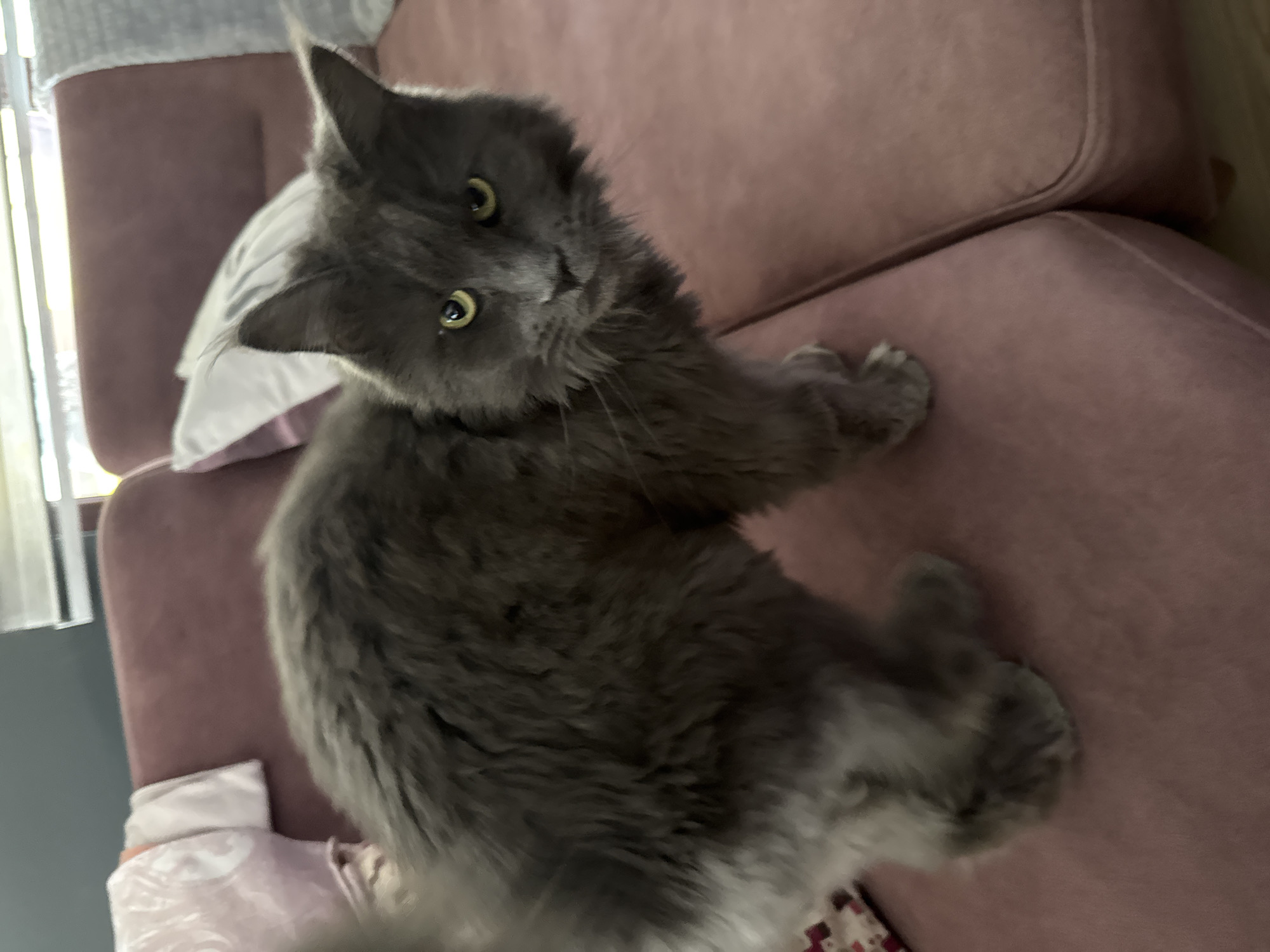 An indoor full shot captures a fluffy, grey cat standing on a plush, dusty rose-colored sofa. The cat is positioned centrally, facing towards the right side of the frame, with its head turned to look directly at the camera. Its bright yellow eyes are prominent. The cat's tail is visible to the left, blurred from motion. The sofa is large and appears to be in a living room setting. Behind the cat, pillows and a rolled-up blanket are visible on the sofa. The background includes a window with blinds. The scene is consistent with a domestic setting in Gölbaşı, Turkey, likely a home interior.