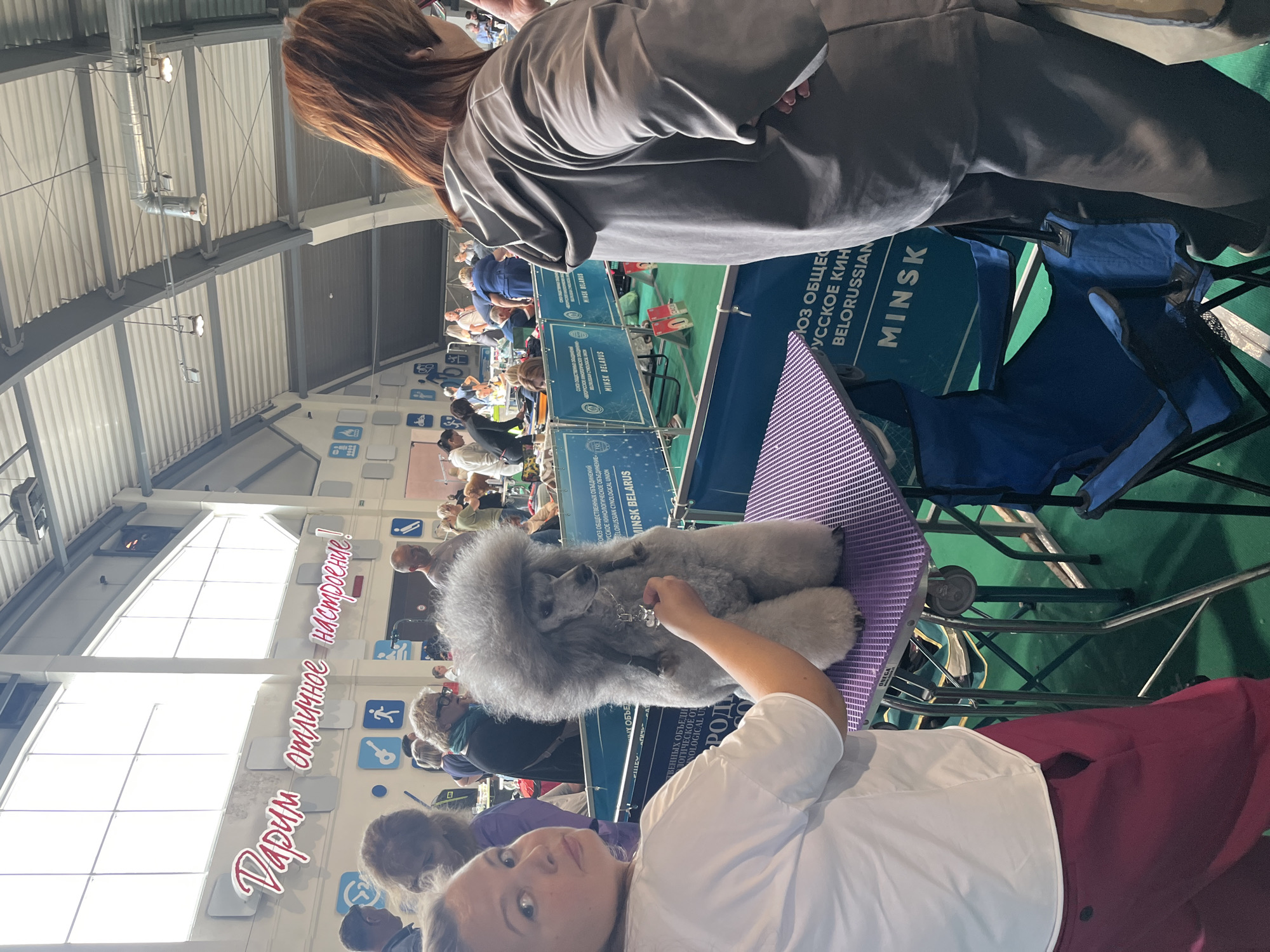 The image depicts an indoor dog show event, likely in Lahojsk selsaviet, Belarus, given the Cyrillic signage. In the foreground, a woman in a white top and maroon pants is presenting a standard poodle with a very fluffy, sculpted coat. The poodle is standing on a purple grooming table. To the right, another person, mostly obscured, wears a grey hooded jacket. The background shows multiple people, dog enclosures with signs indicating "MINSK BELARUS," and overhead industrial lighting. The overall environment suggests a formal competition or exhibition space.