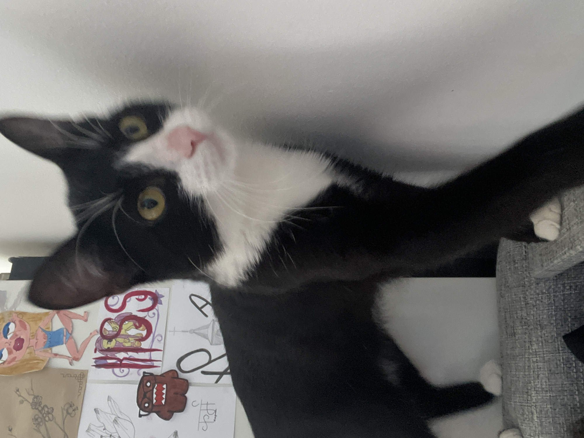 A black and white tuxedo cat with yellow eyes and a pink nose stands on a light gray upholstered surface, looking towards the right side of the frame. The cat's left front paw is extended forward. Its fur is predominantly black, with a prominent white chest, white paws, and a white stripe across its muzzle. The background consists of a white wall adorned with multiple paper drawings and cutouts. Visible decorations include a light brown drawing of delicate flowers, a white paper with a black line drawing of a large flower, a brown cartoon monster cut-out (resembling Domo-kun), and a white paper featuring the word "MISS" in red stylized font with a yellow pony character, surrounded by purple swirls. Additionally, a paper with Hindi/Devanagari script (showing "कर्म" - karma) and partial line drawings of a church steeple and abstract letters are present. The immediate foreground shows the textured gray fabric surface. The image contains no visual elements to identify a specific geographical location, such as Saint Petersburg, Russia.